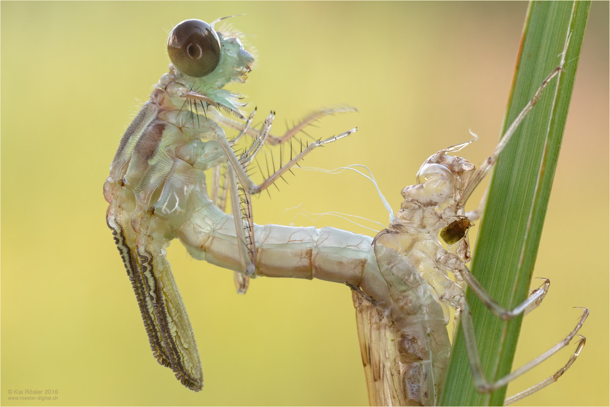 Canon MP-E 65mm F2.5 1-5x Macro Photo sample photo. Birth of the damselfly photography