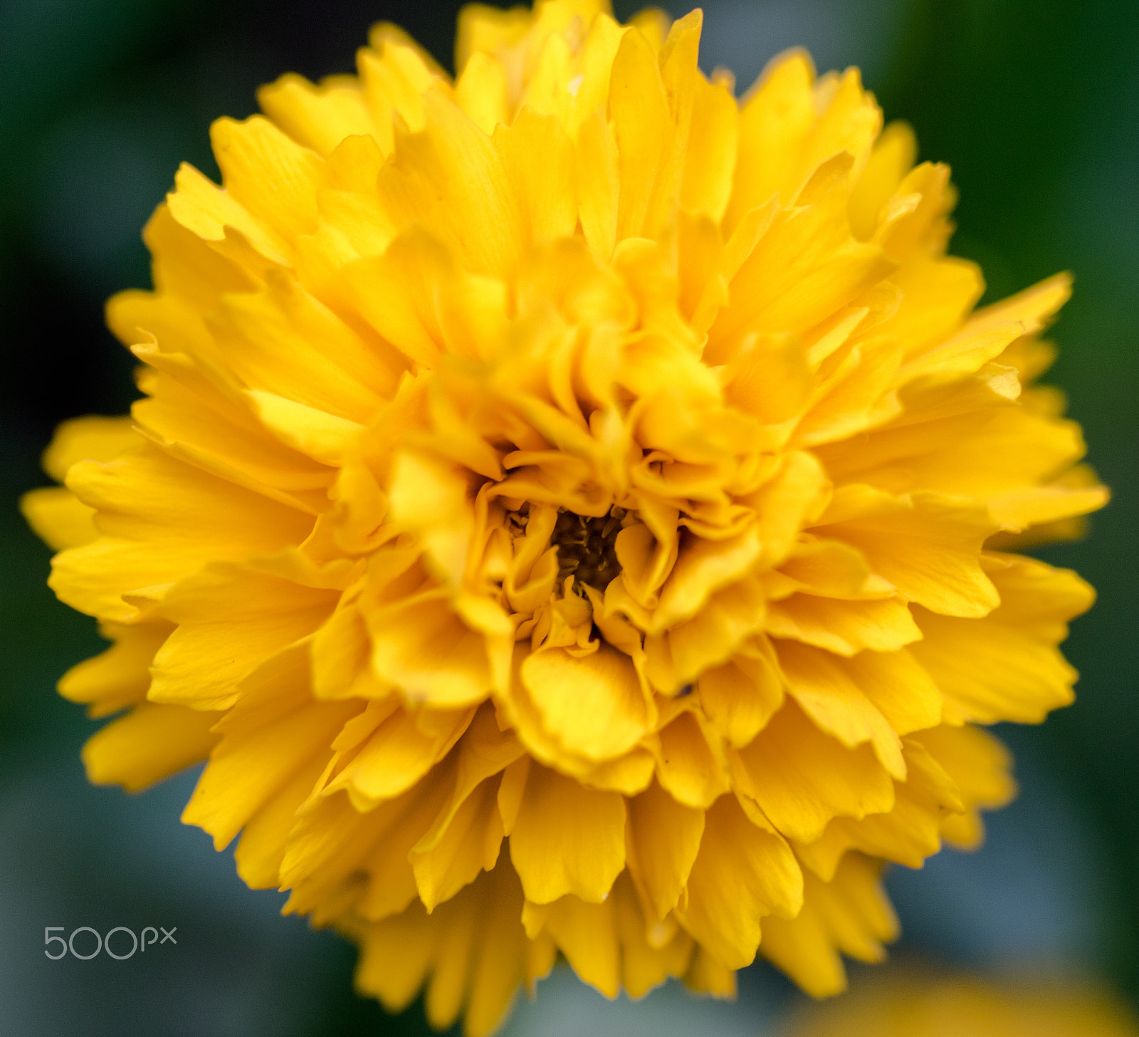 Canon EOS 7D Mark II + Tamron SP AF 90mm F2.8 Di Macro sample photo. Burst of yellow photography