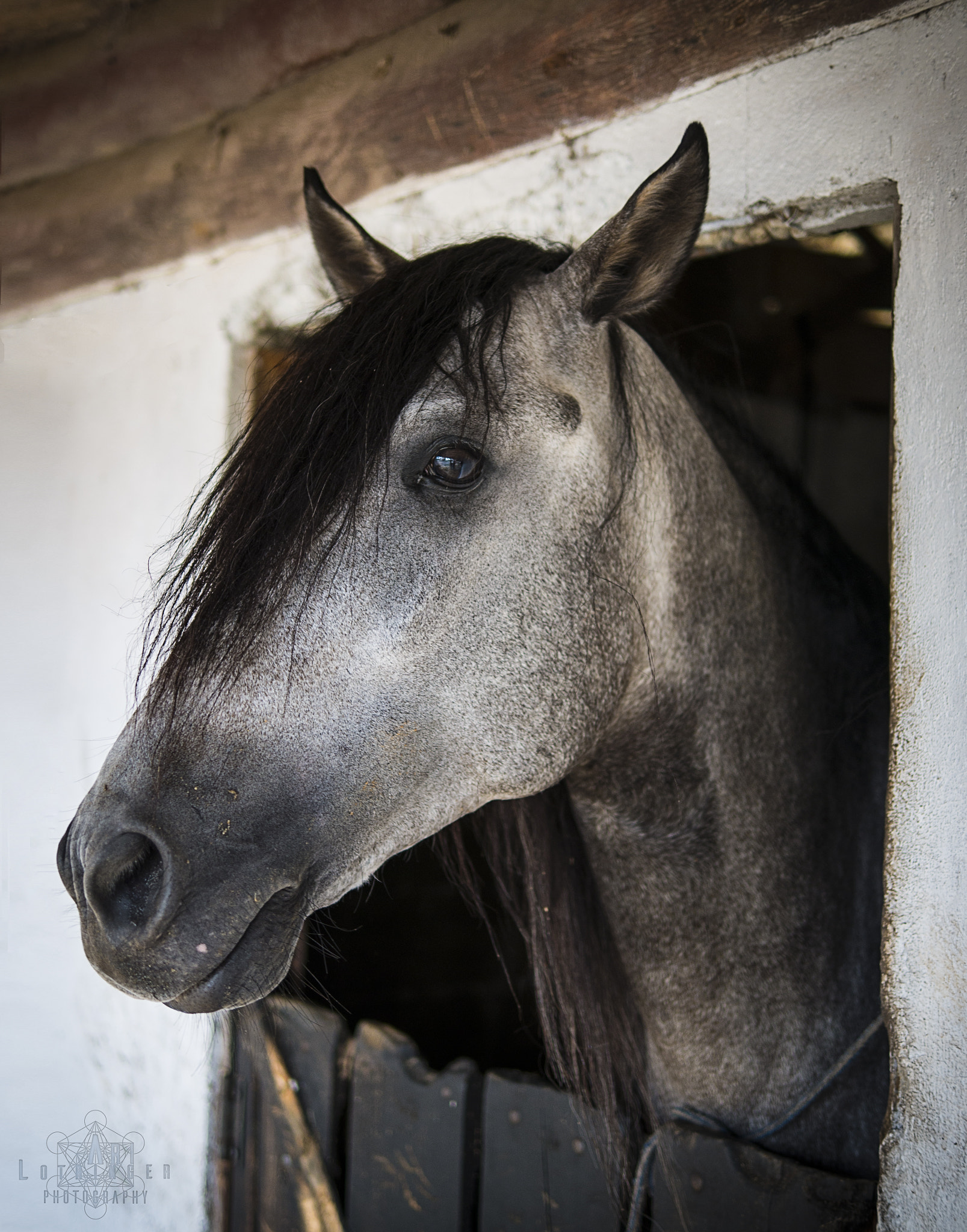 Panasonic Lumix DMC-G7 + Panasonic Leica DG Summilux 25mm F1.4 II ASPH sample photo. Peaceful horse :) photography