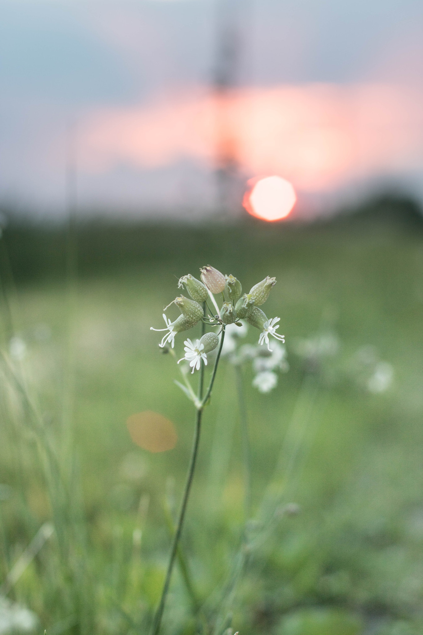 Canon EOS 760D (EOS Rebel T6s / EOS 8000D) sample photo. June photography