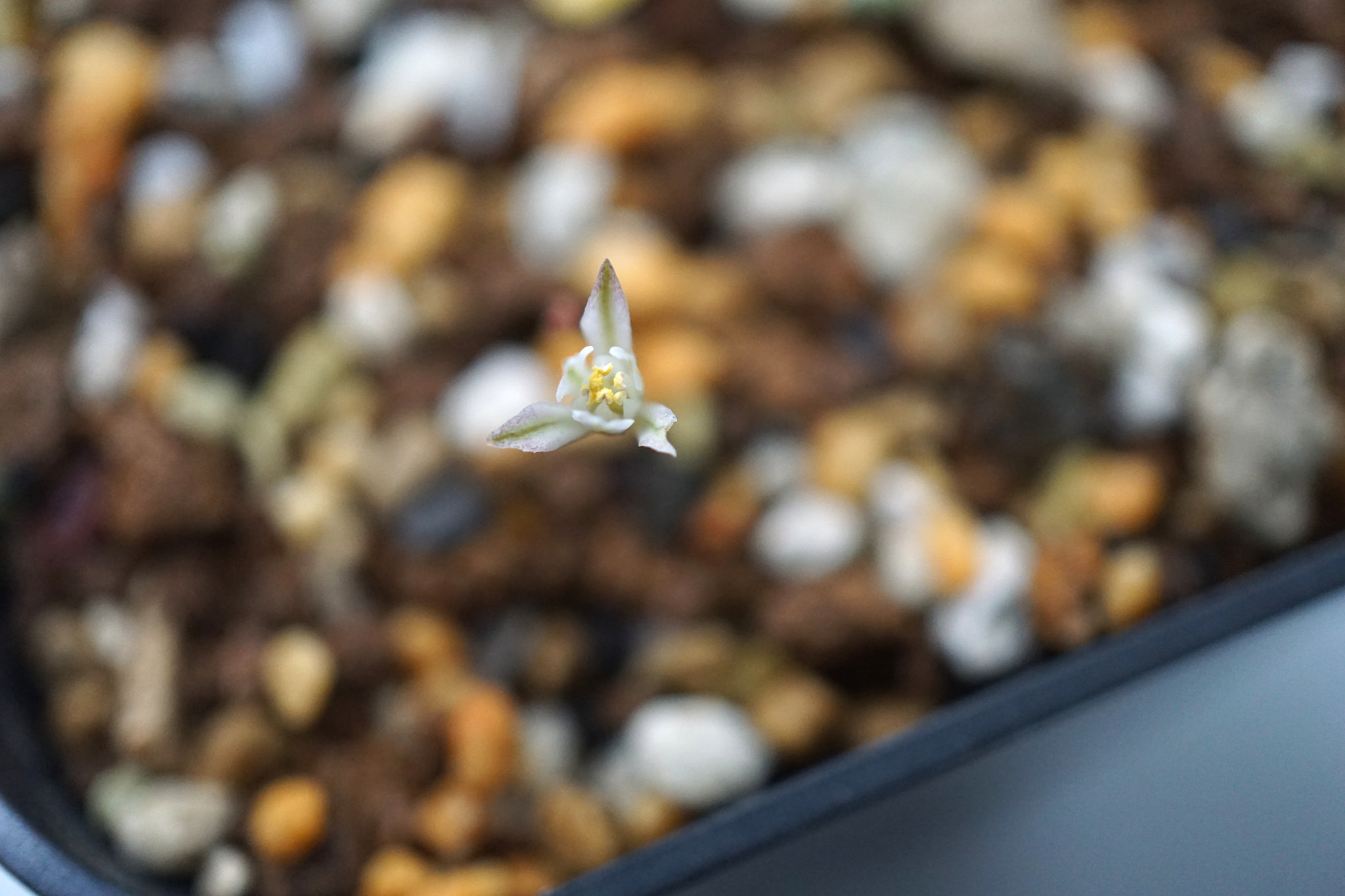Sony a6000 + Sony E 30mm F3.5 sample photo. Flower of eriospermum titanopsoides (top view) photography