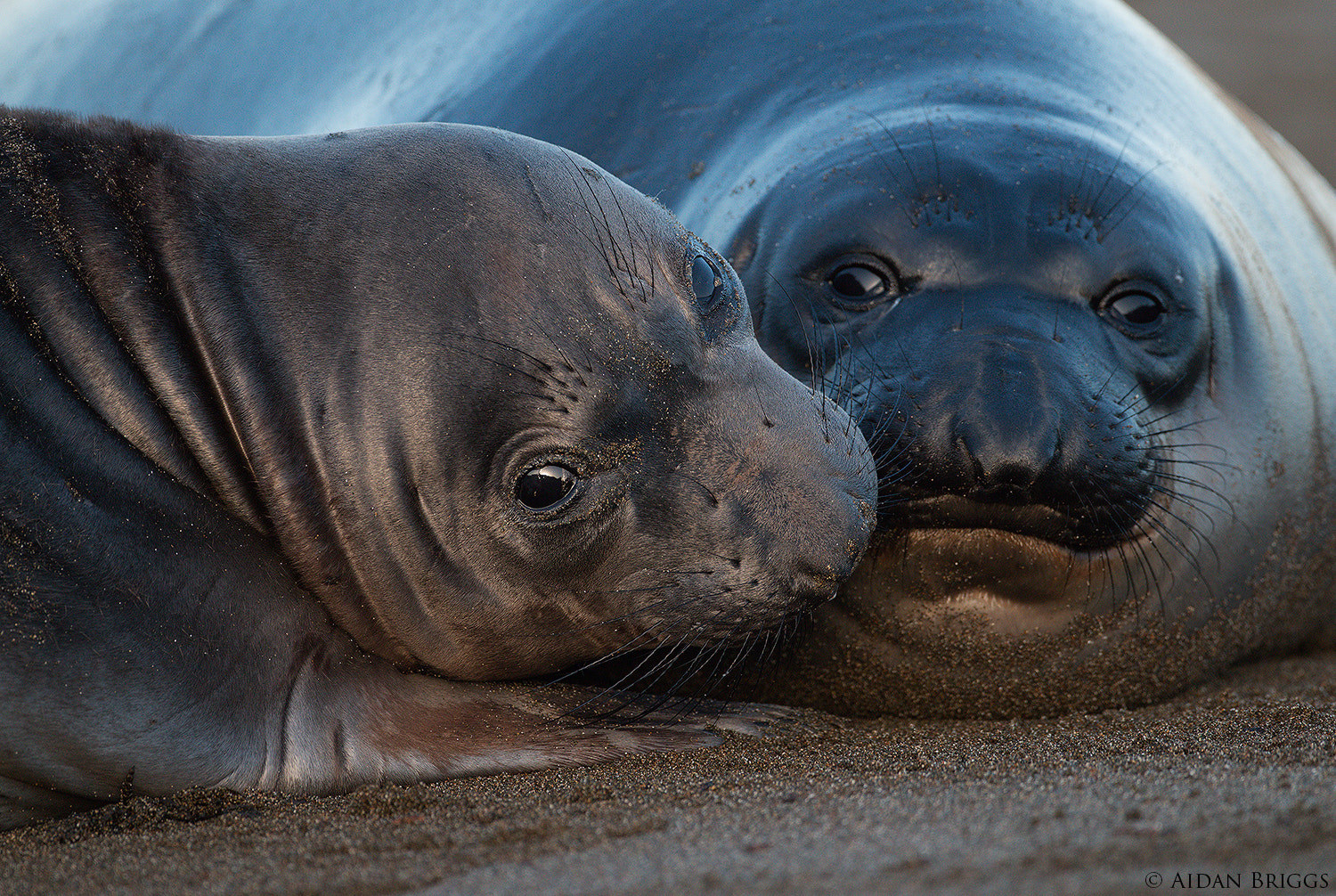 Canon EOS 70D + Canon EF 500mm F4L IS USM sample photo. Elephant seal pups photography