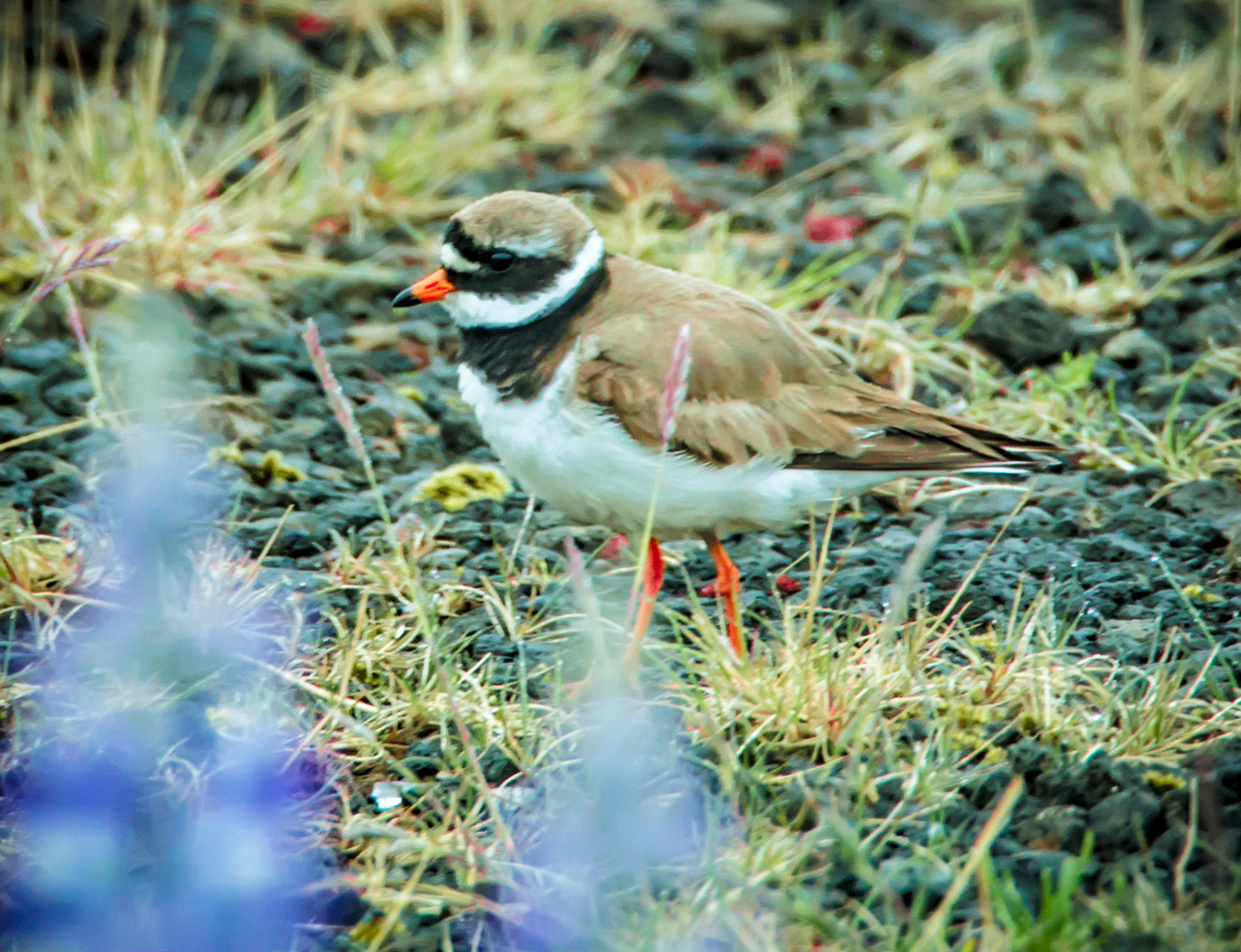 Tamron SP 150-600mm F5-6.3 Di VC USD sample photo. Charadrius hiaticula photography