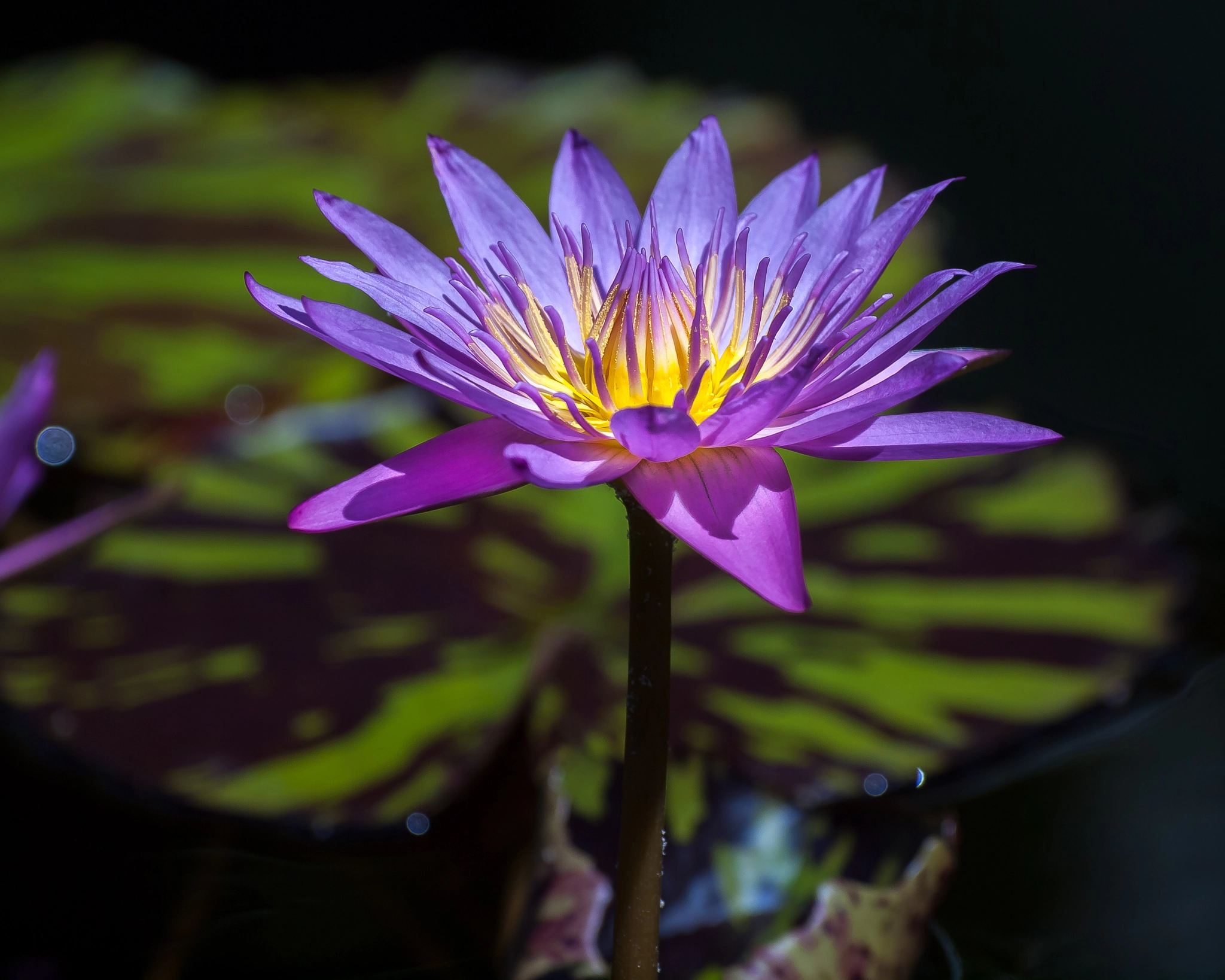 Olympus E-620 (EVOLT E-620) sample photo. Water lily photography