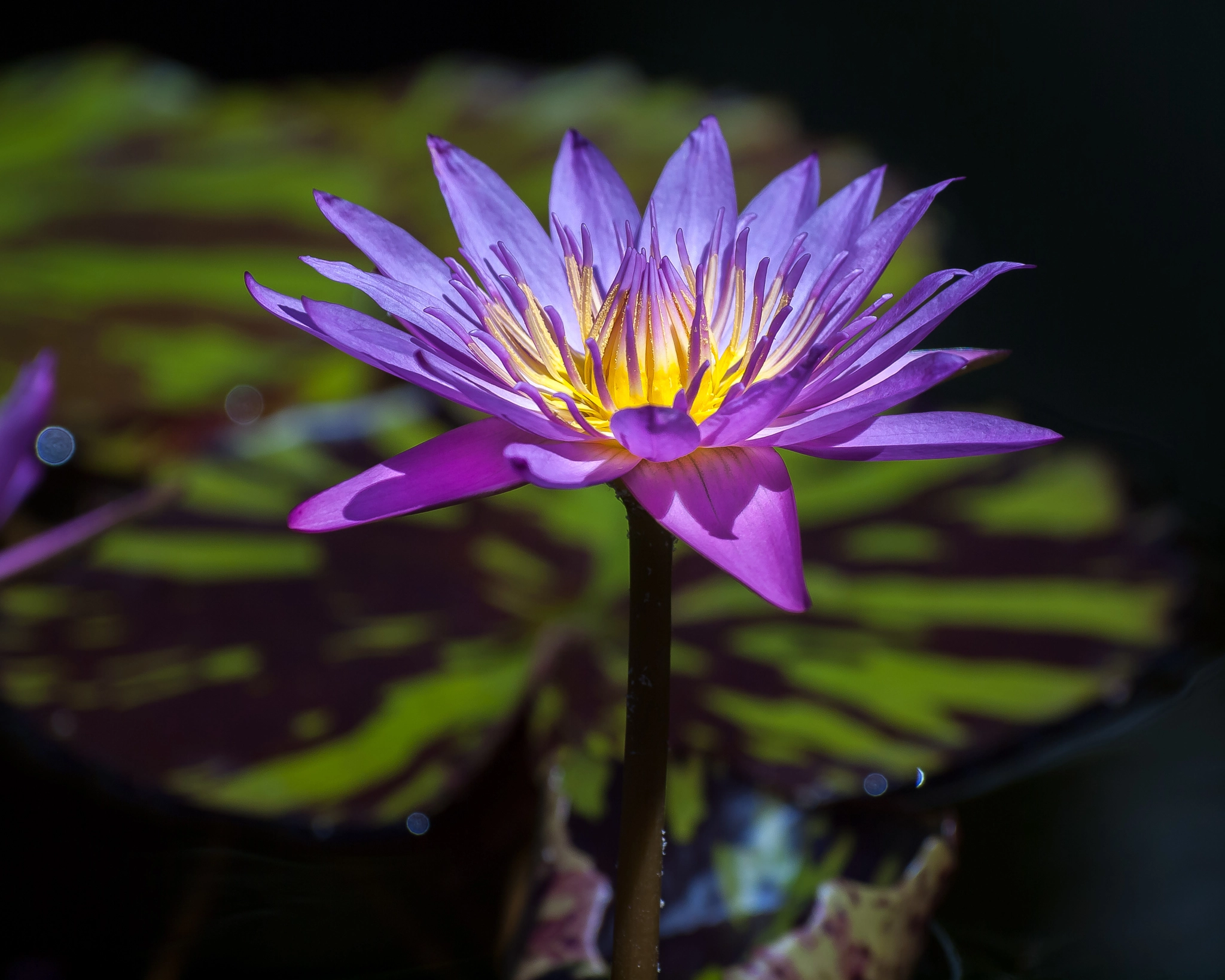 Olympus Zuiko Digital ED 70-300mm F4.0-5.6 sample photo. Water lily photography