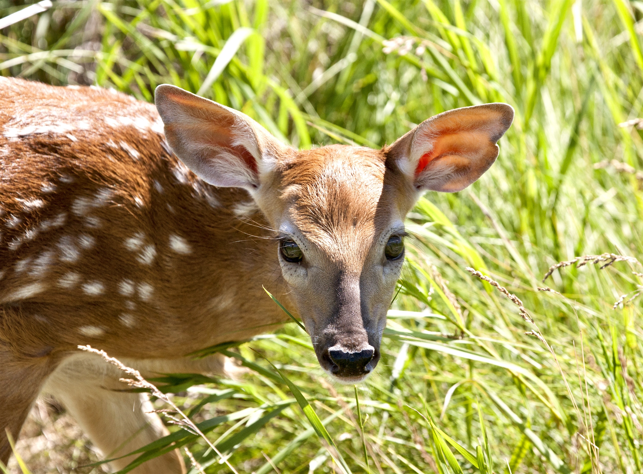 Canon EF 100-400mm F4.5-5.6L IS USM sample photo. Fawn photography