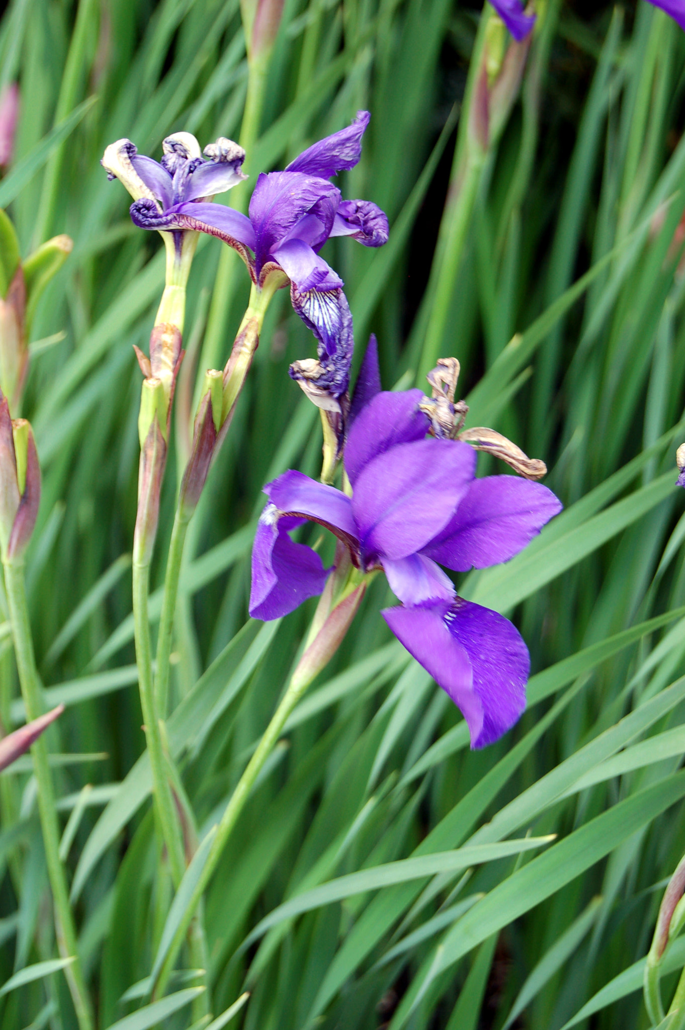 Nikon D50 sample photo. Edited photography