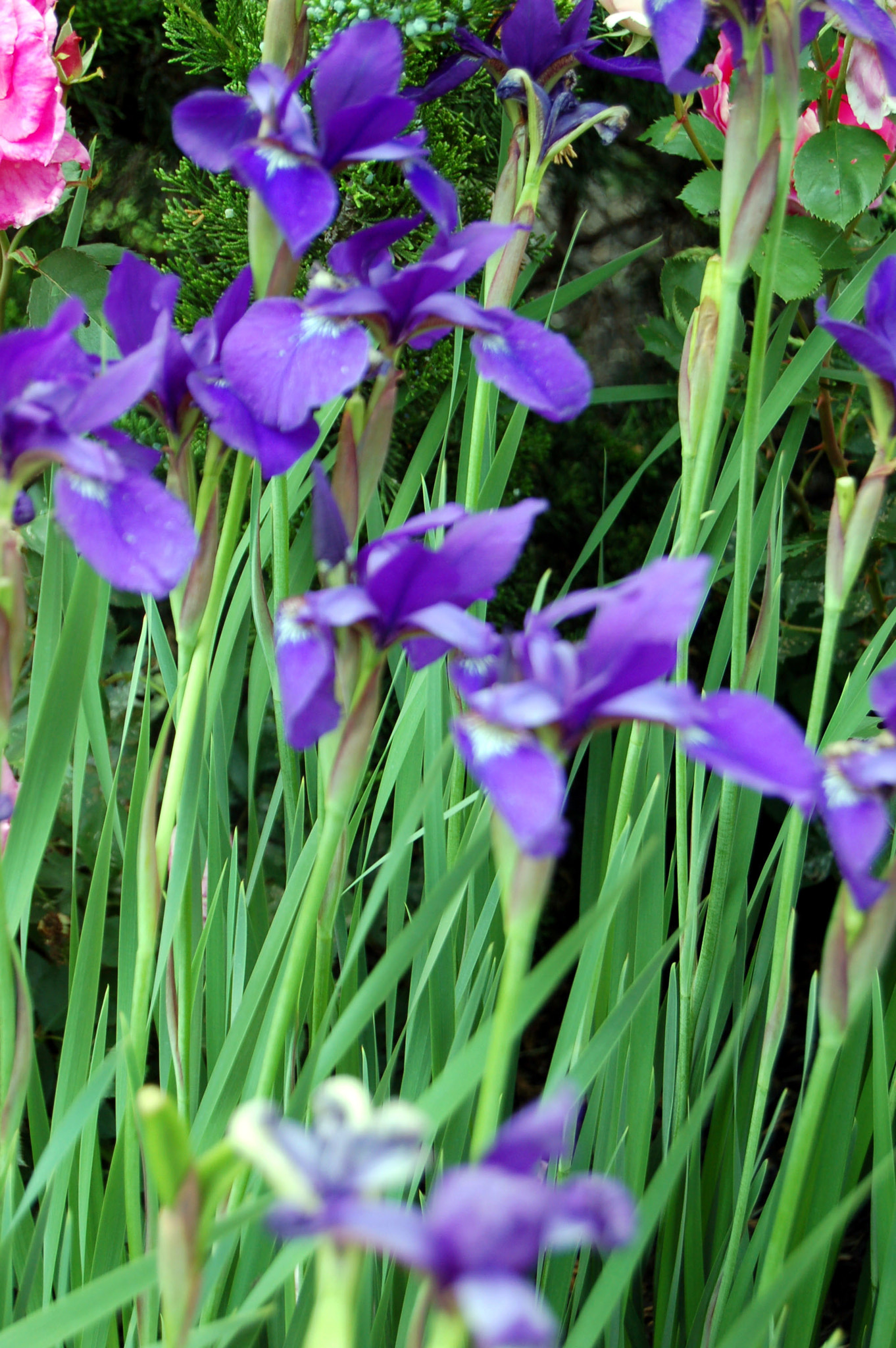 Nikon D50 sample photo. Edited photography