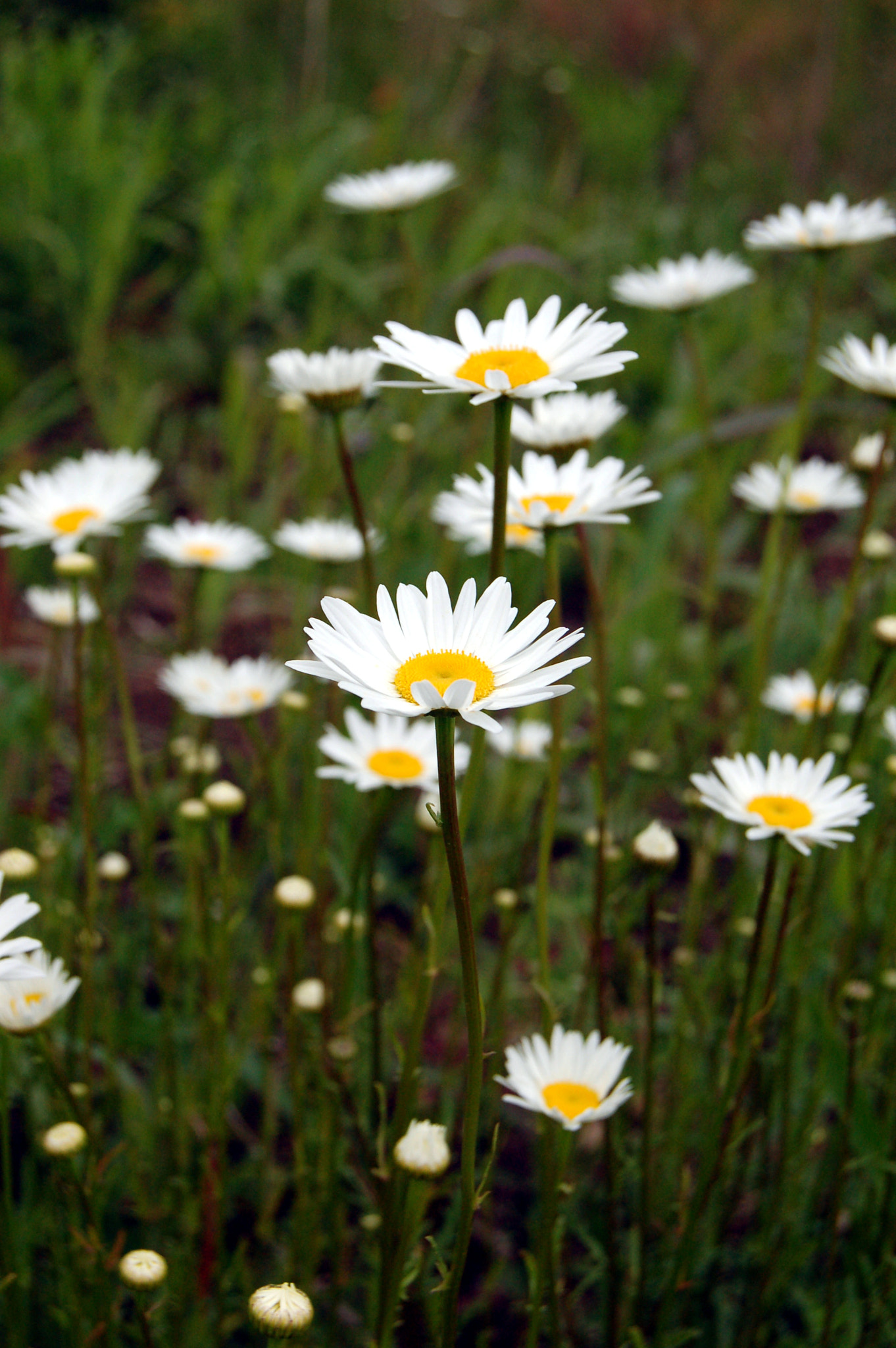 Nikon D50 sample photo. Edited photography