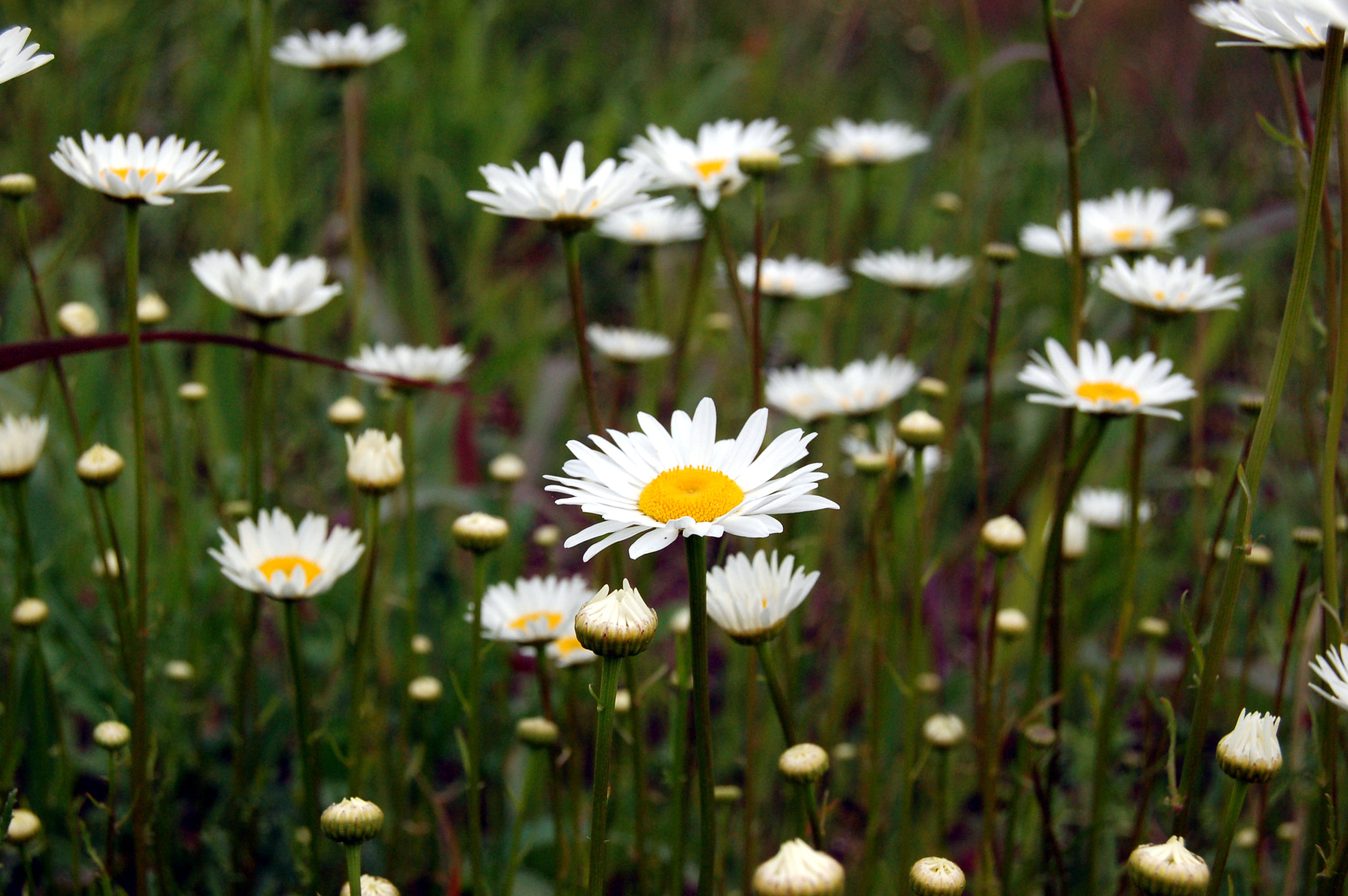 Nikon D50 sample photo. Edited photography