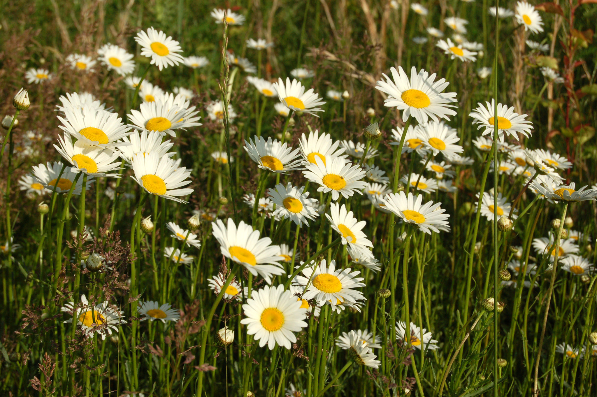 Nikon D50 sample photo. Edited photography