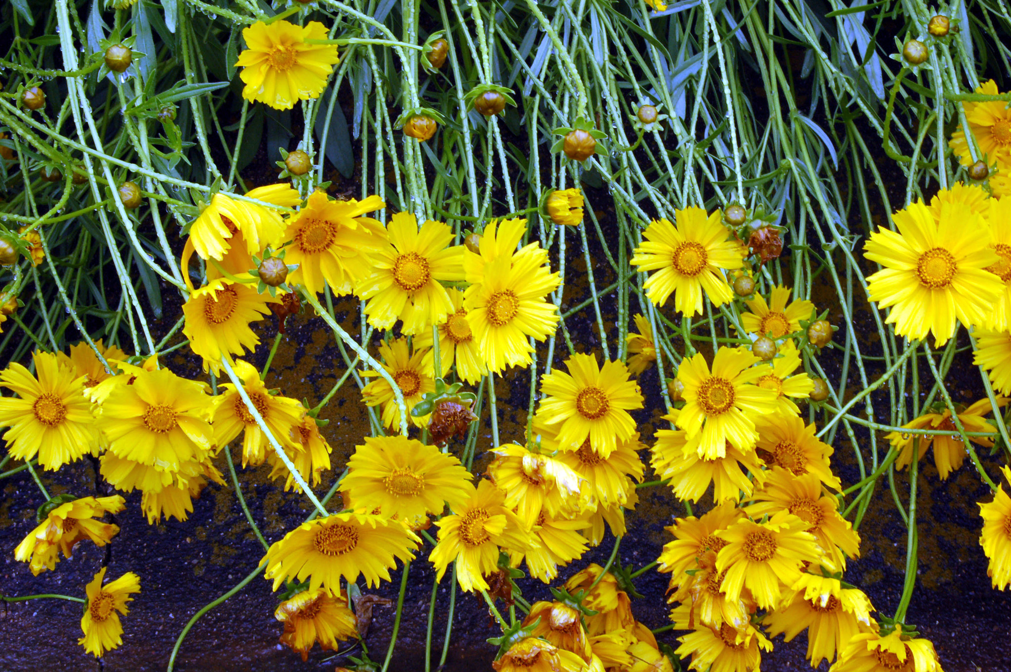 Nikon D50 sample photo. Edited photography