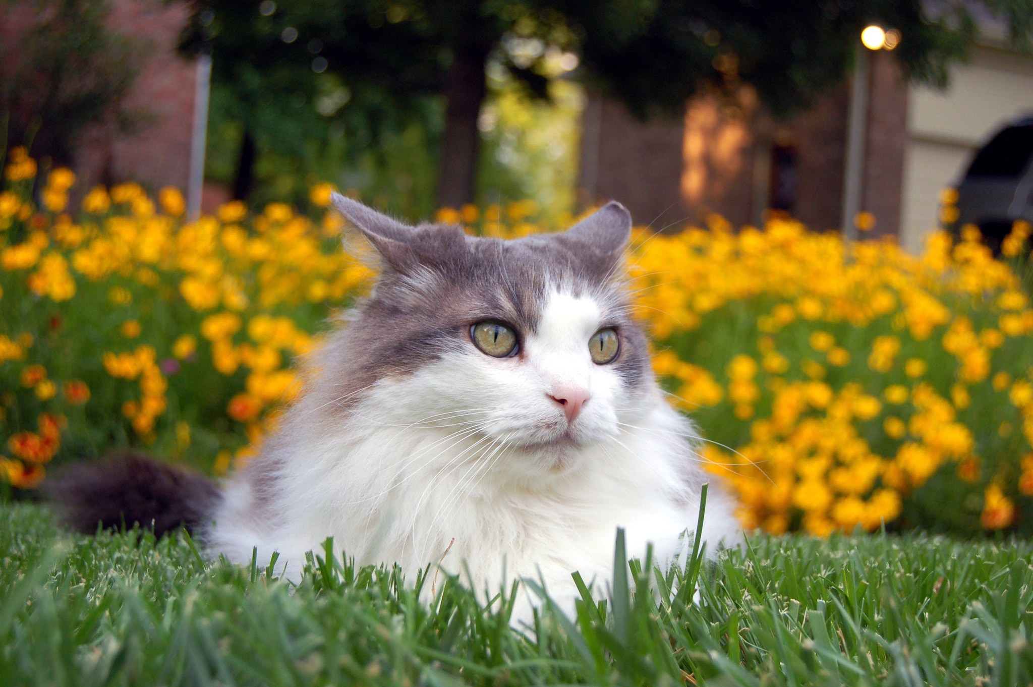 Nikon D50 sample photo. Edited photography