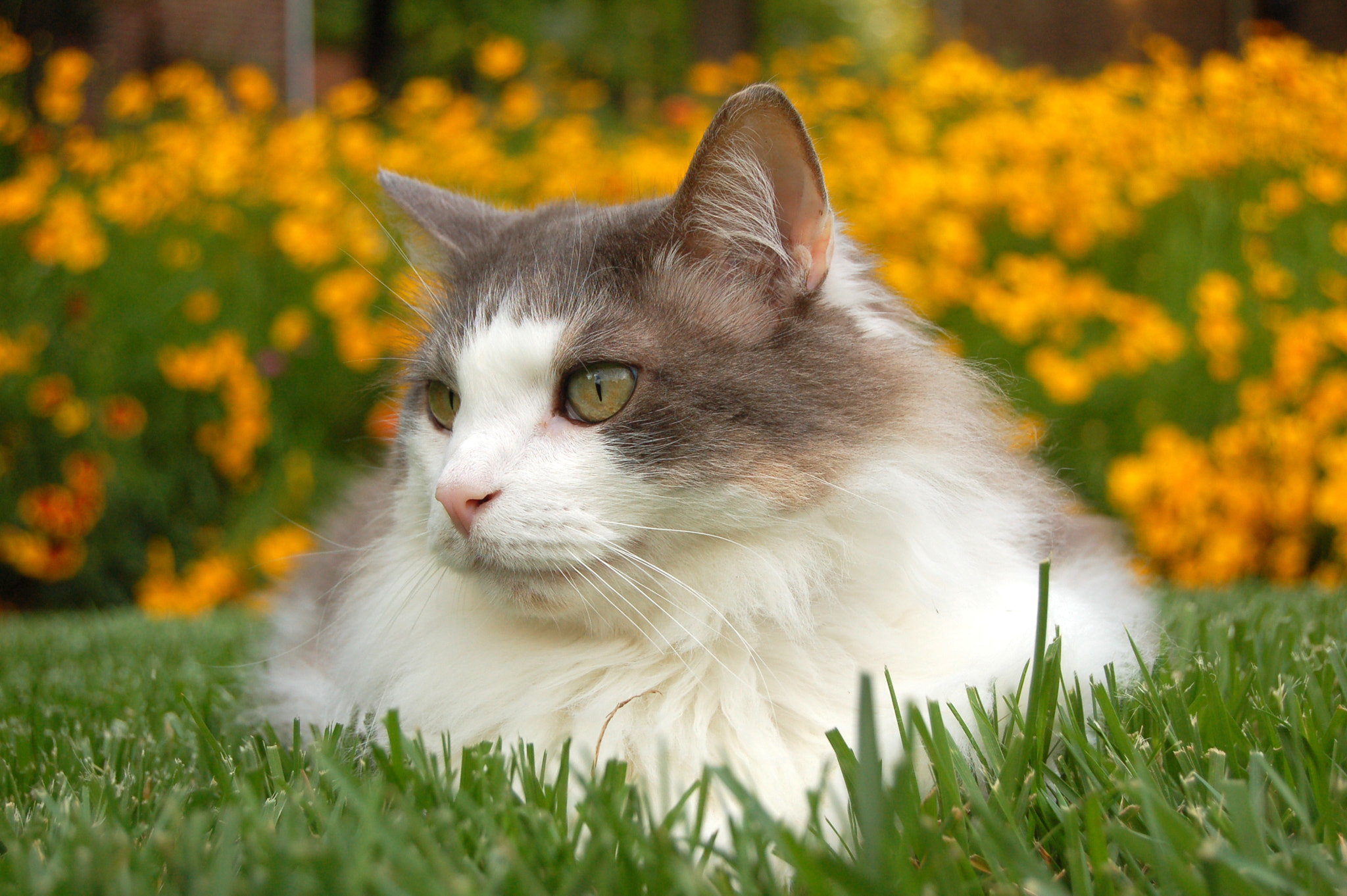 Nikon D50 sample photo. Edited photography
