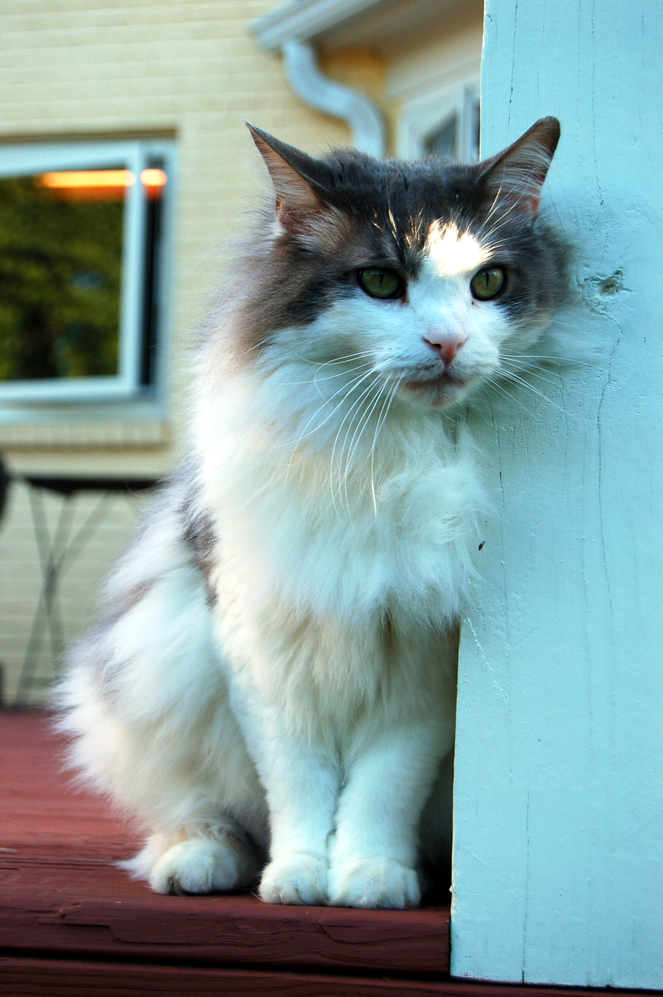 Nikon D50 sample photo. Edited photography