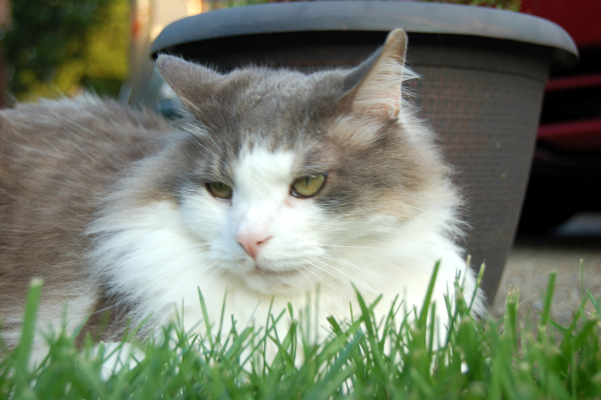 Nikon D50 sample photo. Edited photography