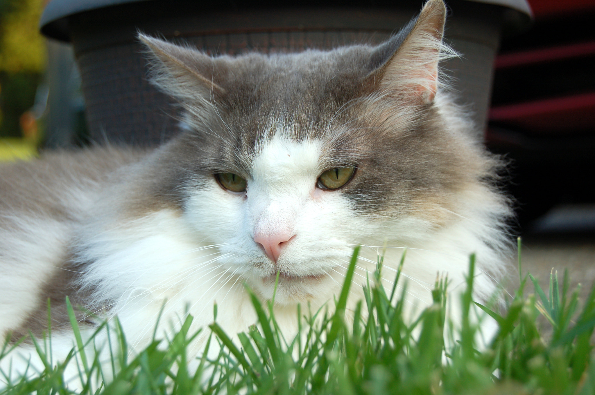 Nikon D50 sample photo. Edited photography