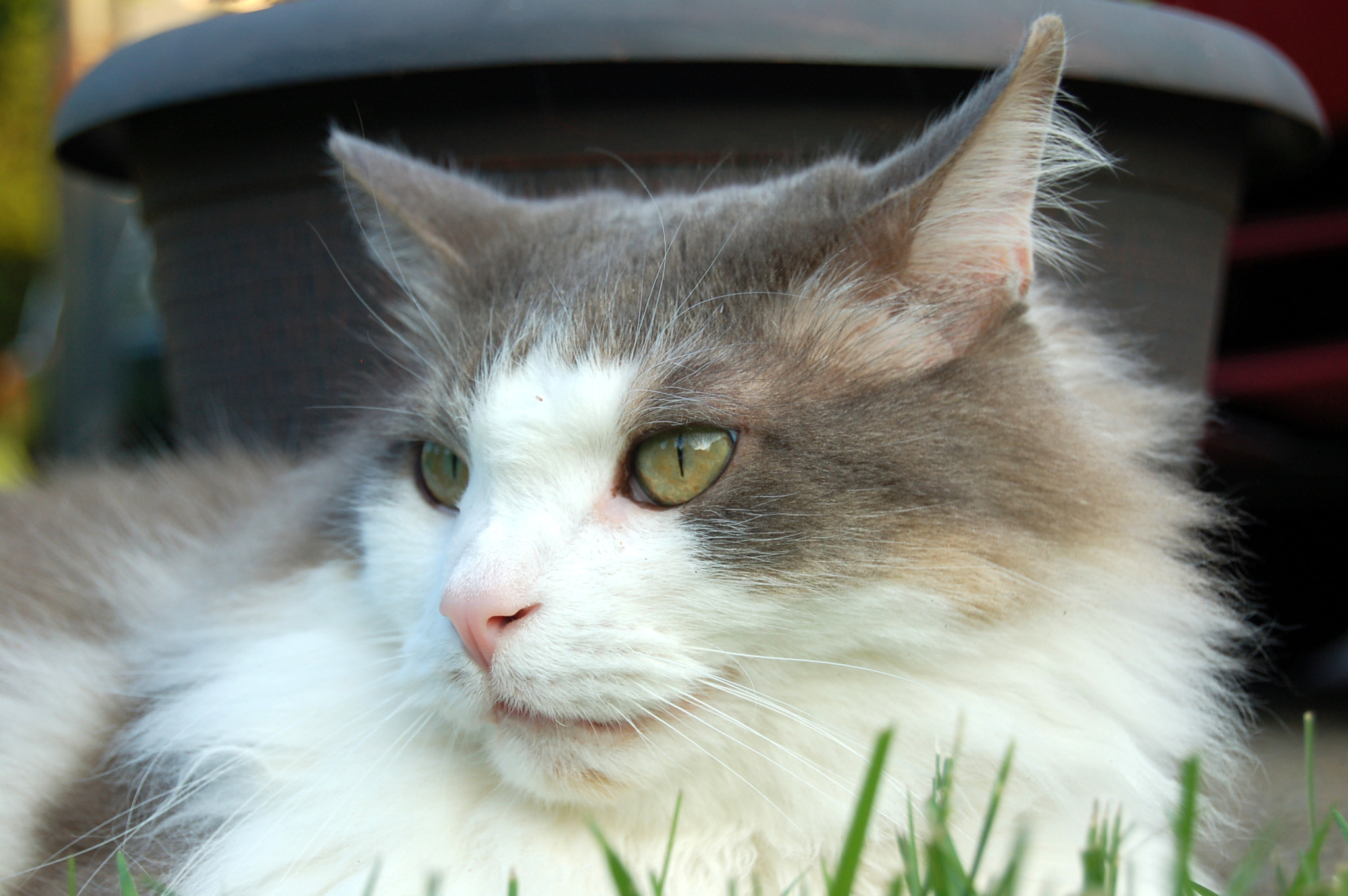 Nikon D50 sample photo. Edited photography
