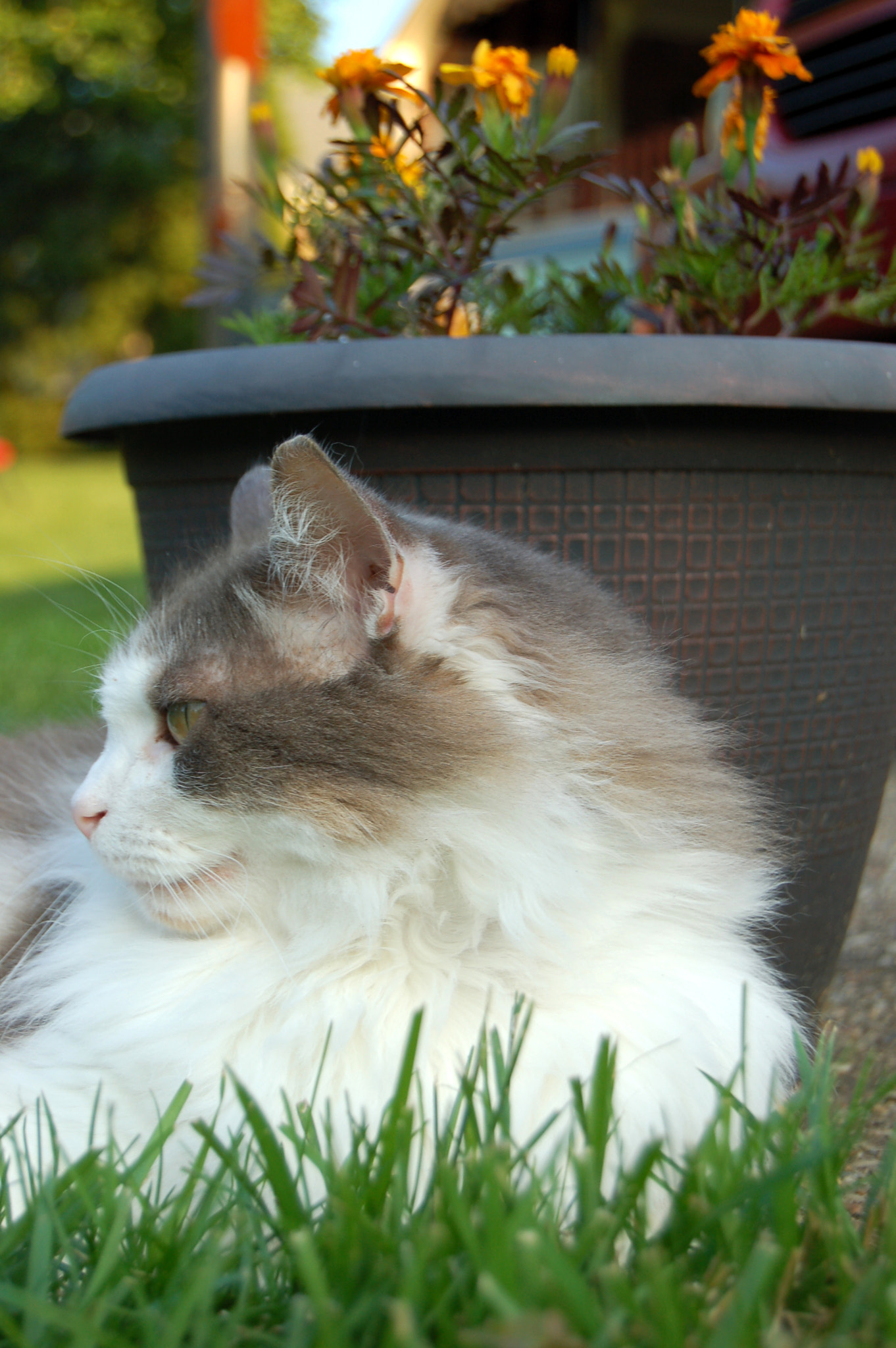 Nikon D50 sample photo. Edited photography