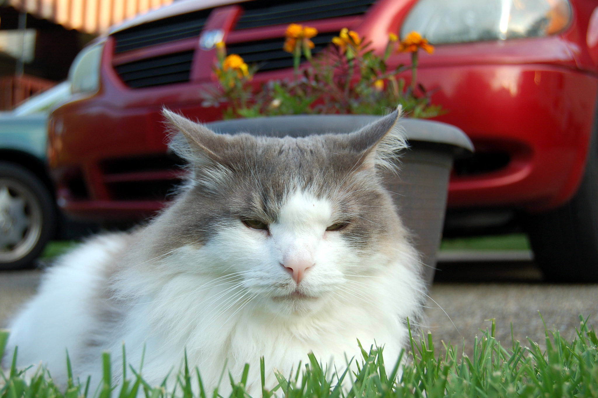 Nikon D50 sample photo. Edited photography