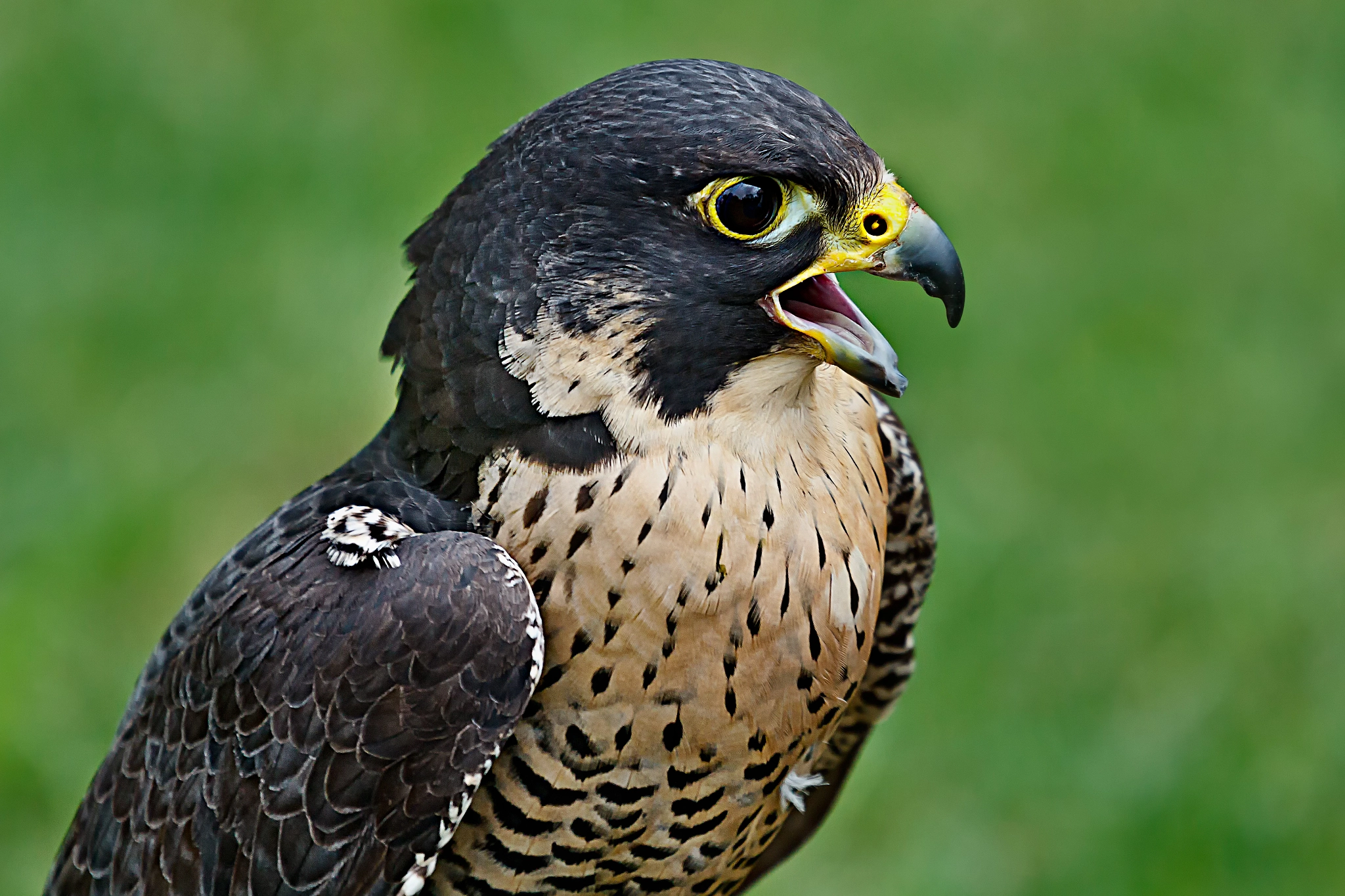 Canon EF 70-200mm F4L IS USM sample photo. Redtailed hawk sounding off photography