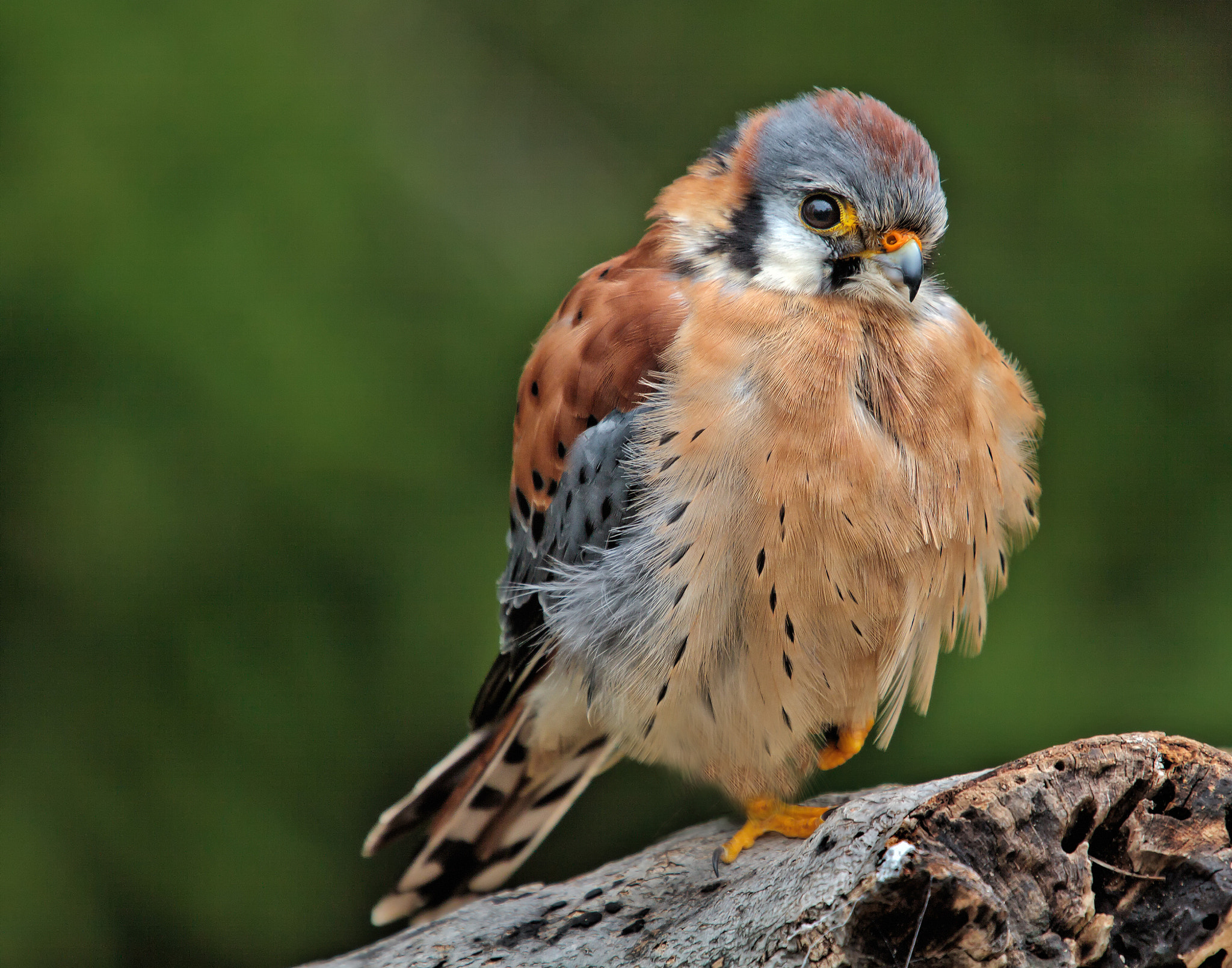 Canon EF 70-200mm F4L IS USM sample photo. American kestrel photography