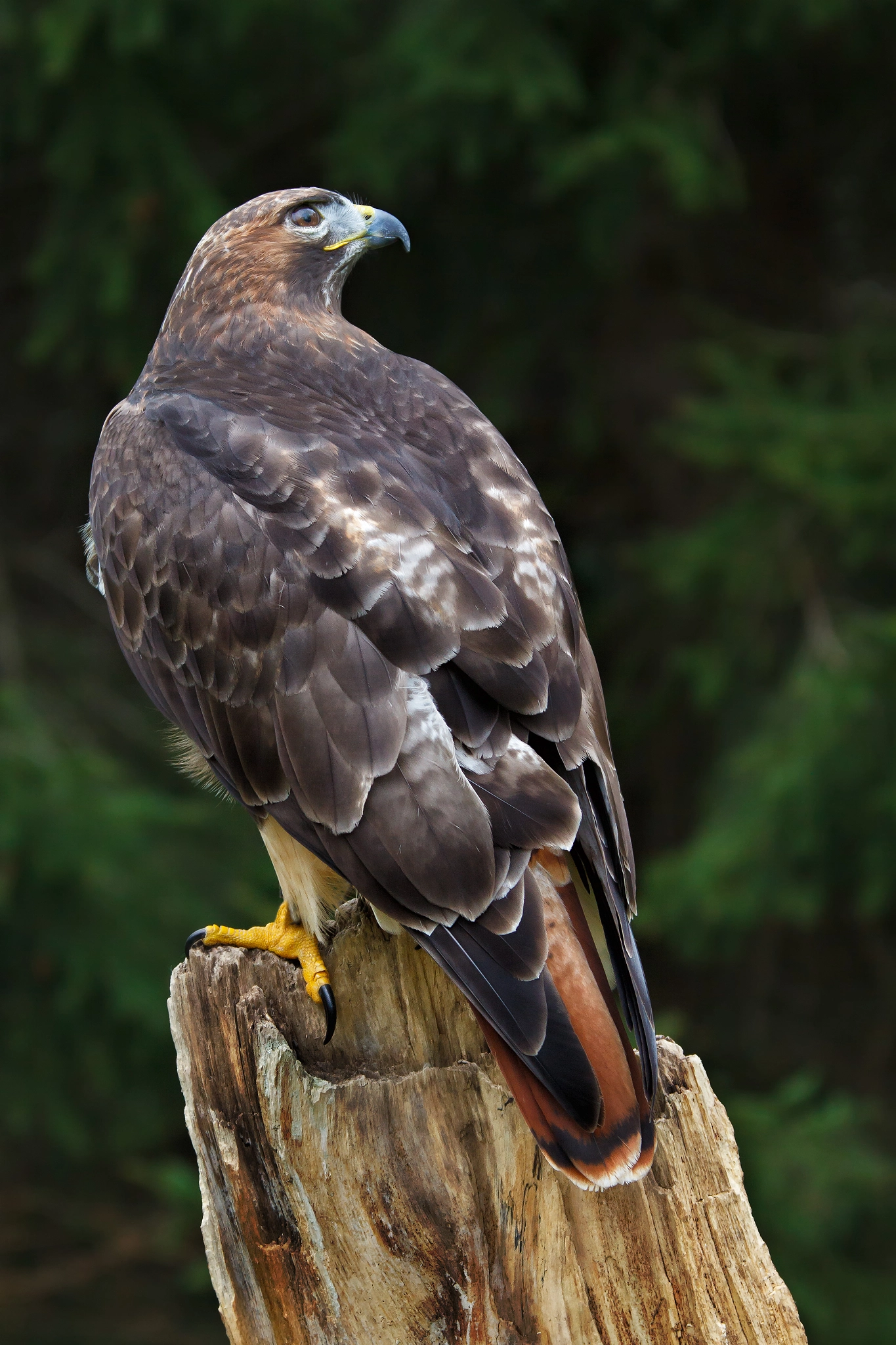 Canon EF 70-200mm F4L IS USM sample photo. Red tailed hawk photography
