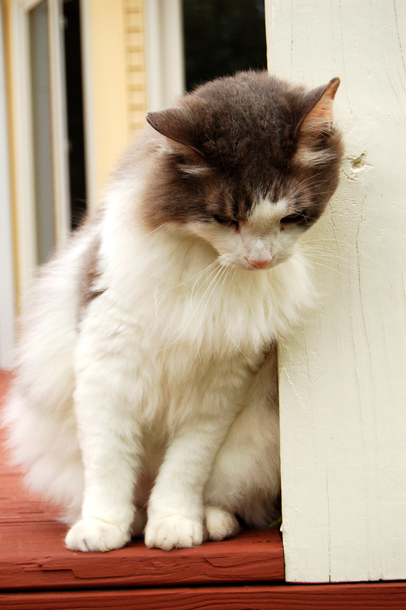 Nikon D50 sample photo. Edited photography
