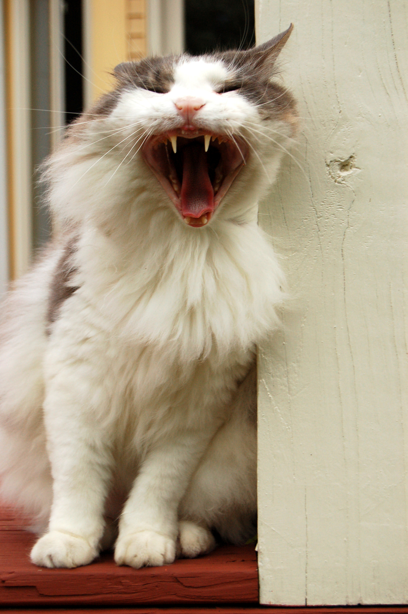 Nikon D50 sample photo. Edited photography