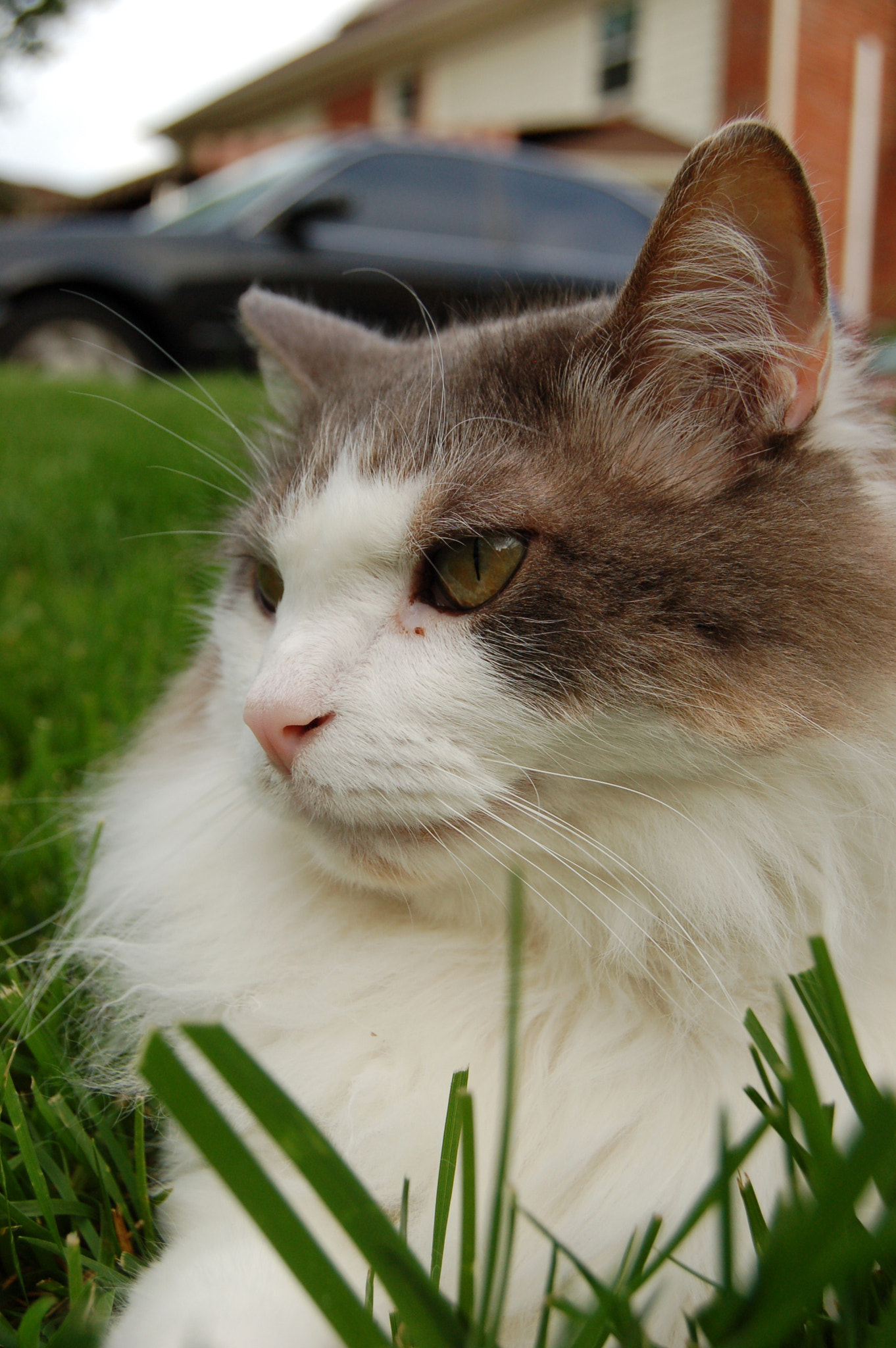 Nikon D50 sample photo. Edited photography