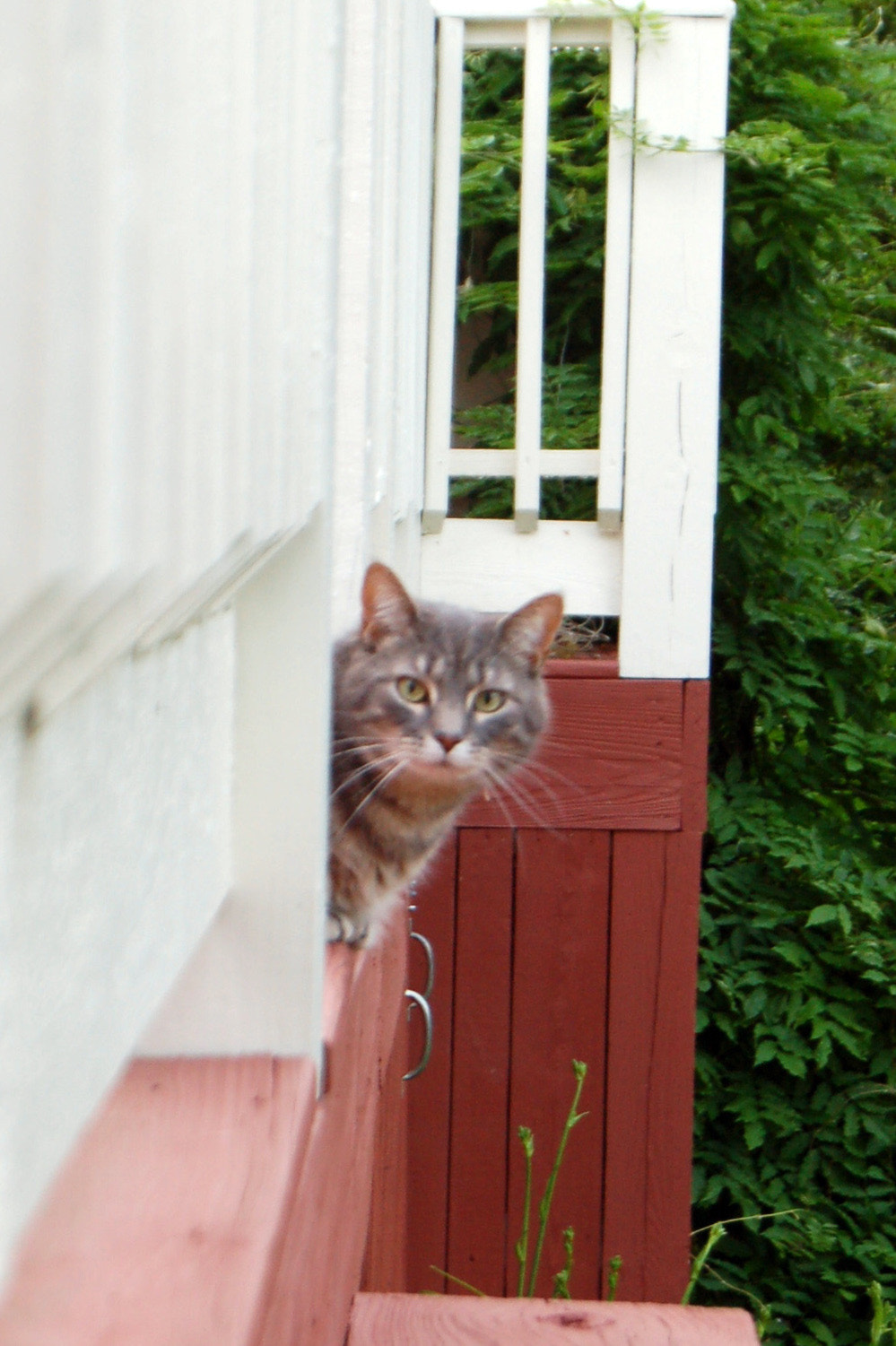 Nikon D50 sample photo. Edited photography