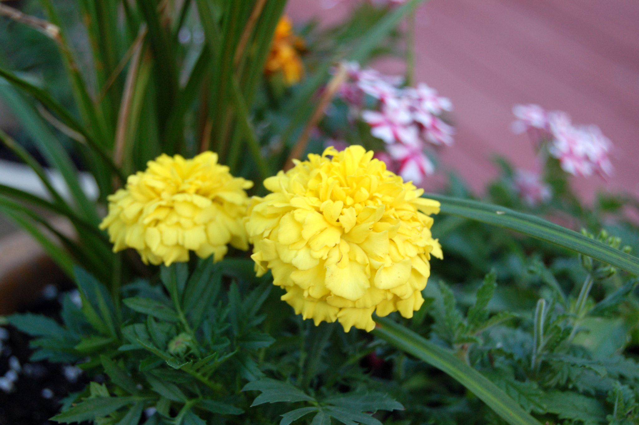 Nikon D50 sample photo. Edited photography