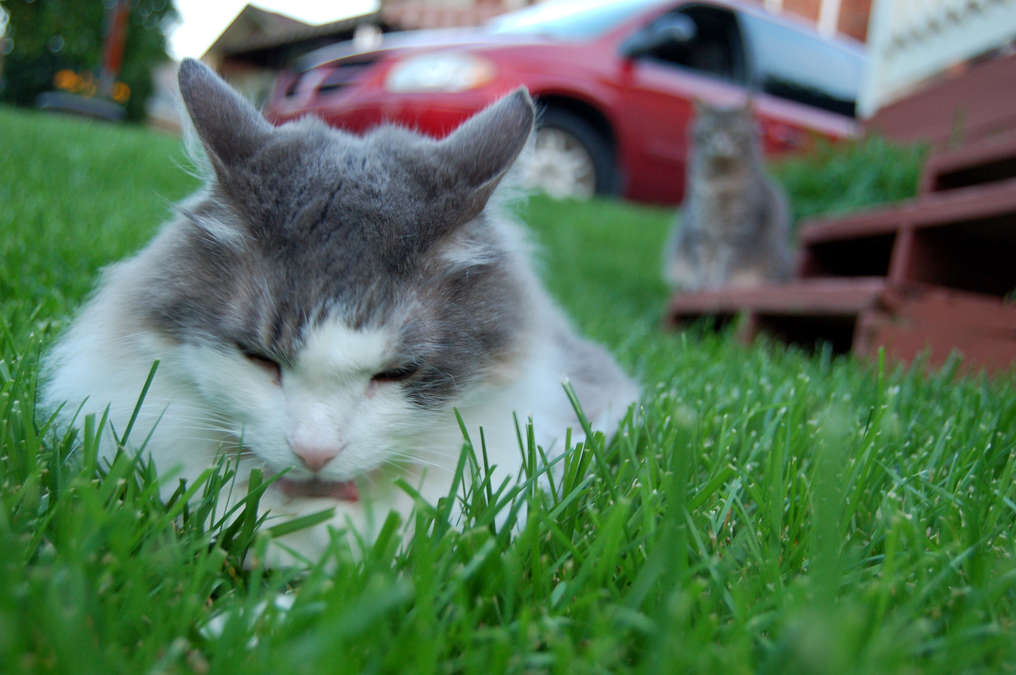 Nikon D50 sample photo. Edited photography