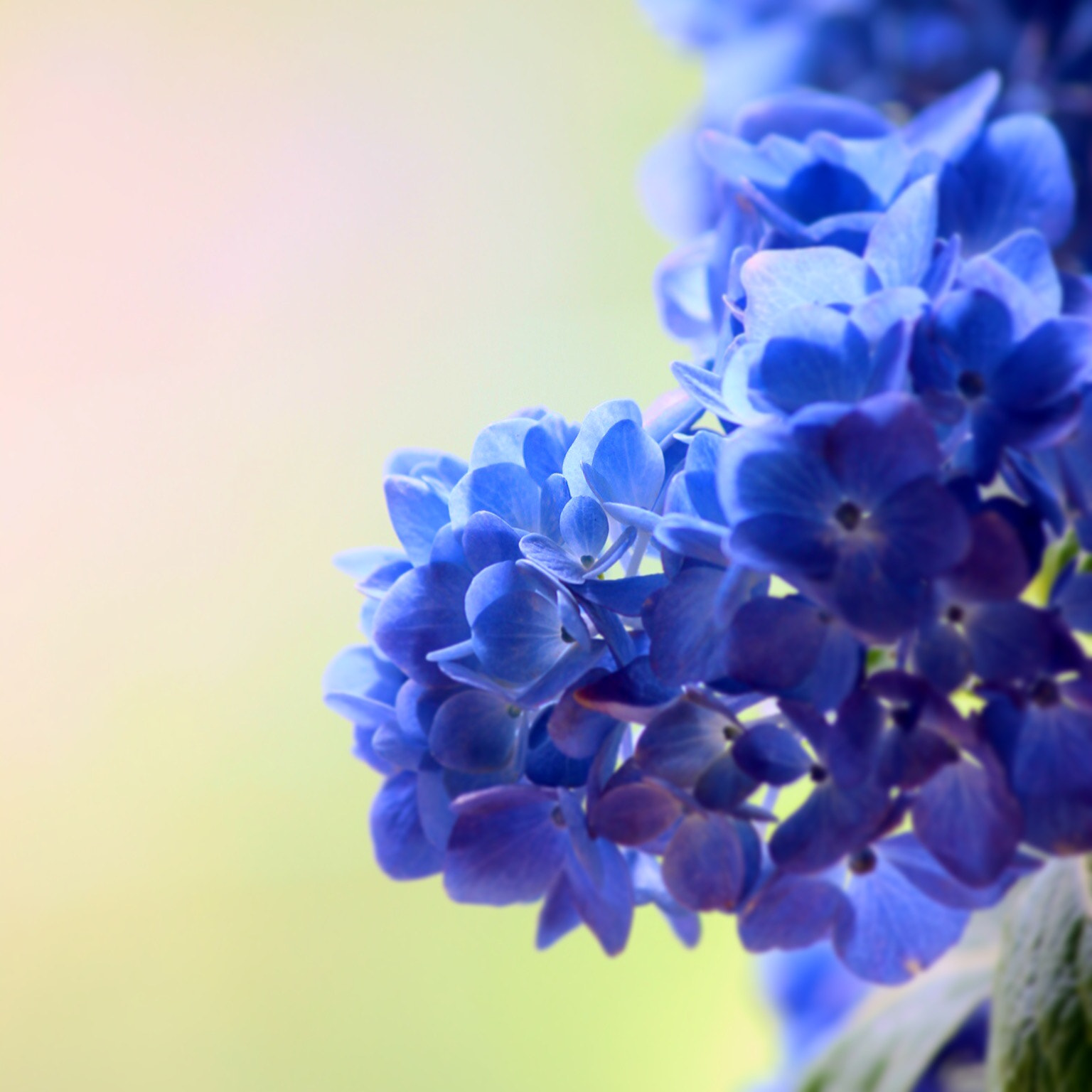 Canon EOS 600D (Rebel EOS T3i / EOS Kiss X5) sample photo. Hydrangea photography