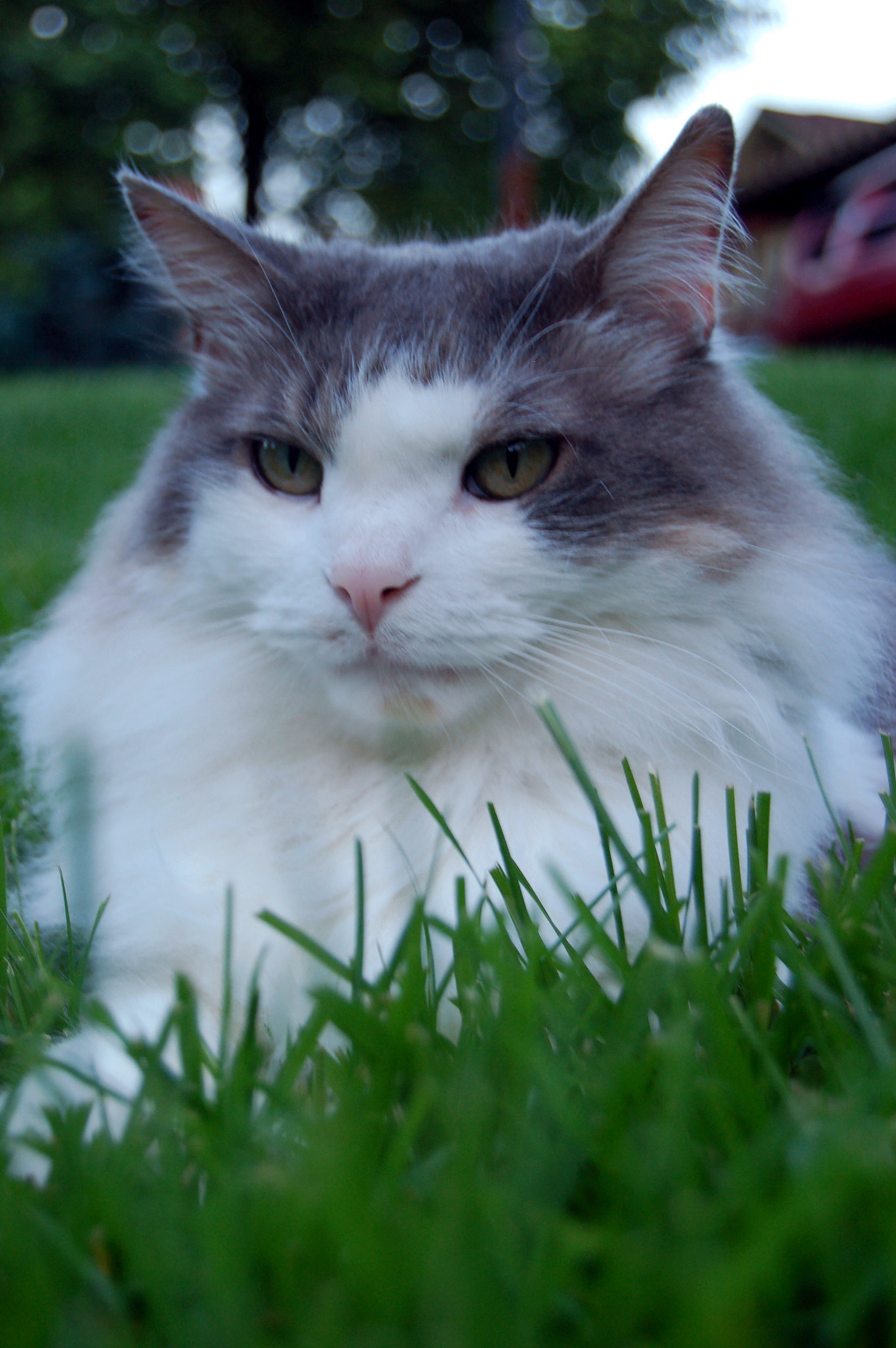 Nikon D50 sample photo. Edited photography