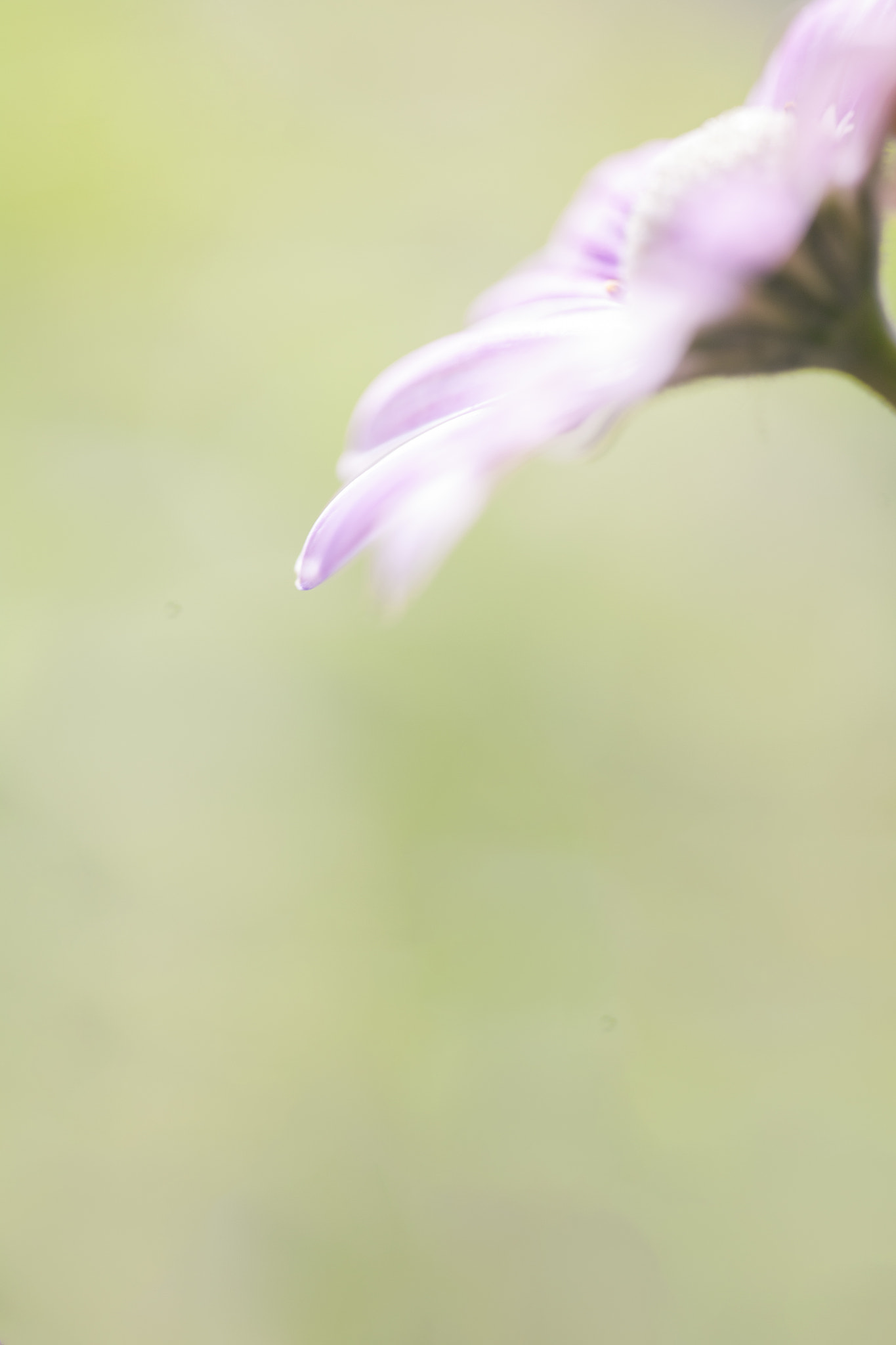 Sigma APO Macro 150mm f/2.8 EX DG HSM sample photo. Om du möter varg photography