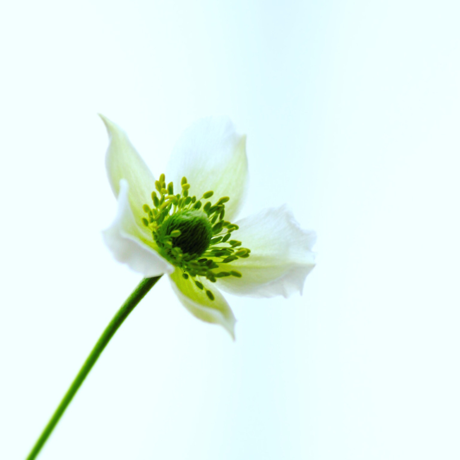 Canon EOS 600D (Rebel EOS T3i / EOS Kiss X5) sample photo. 春明菊 photography