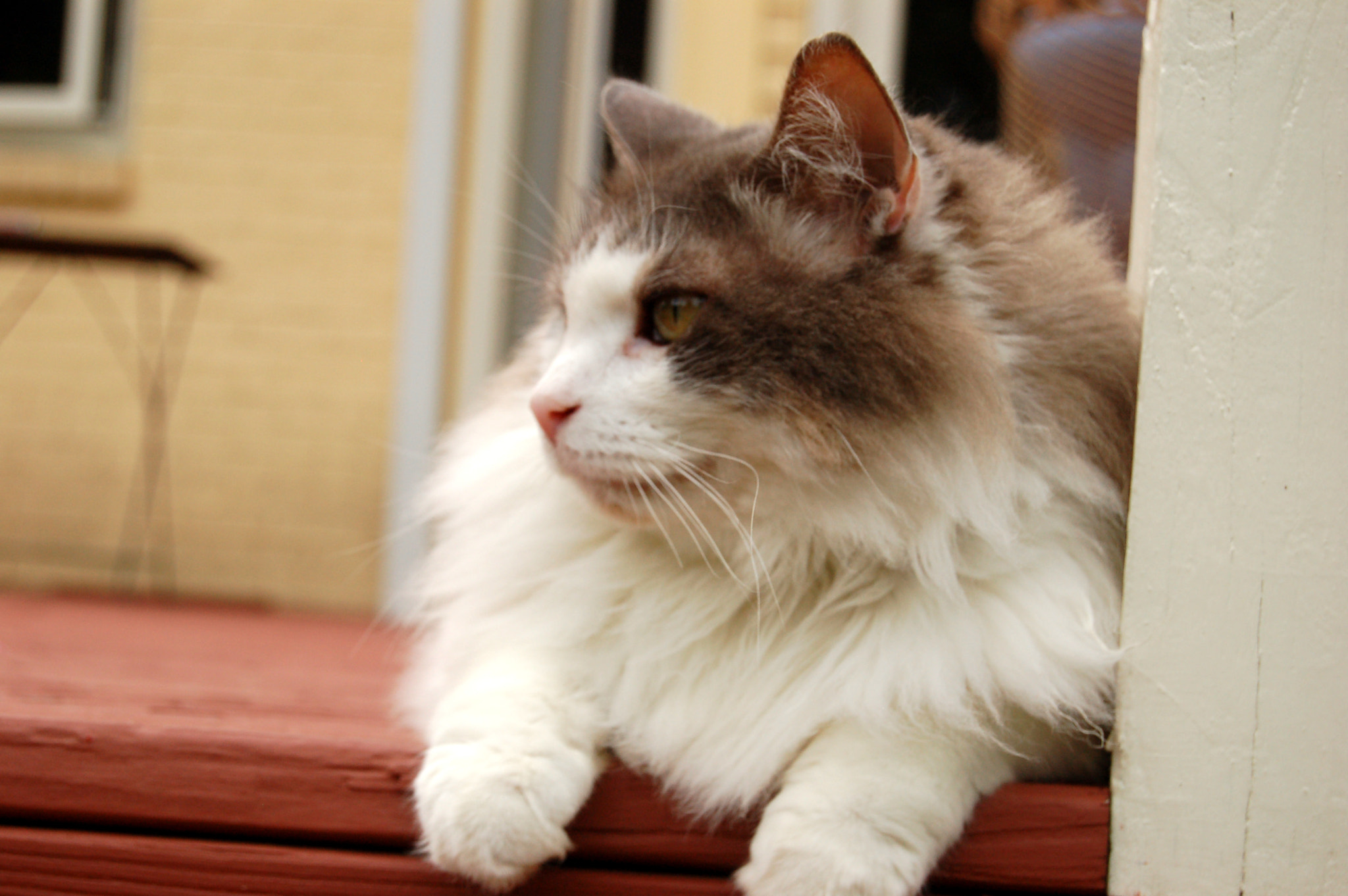 Nikon D50 sample photo. Edited photography
