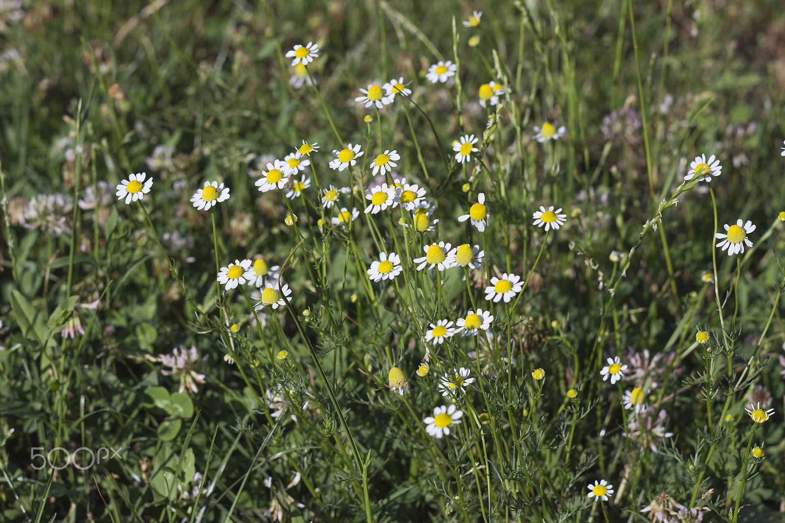 Canon EF 35-80mm f/4-5.6 sample photo. Camomile flowers photography