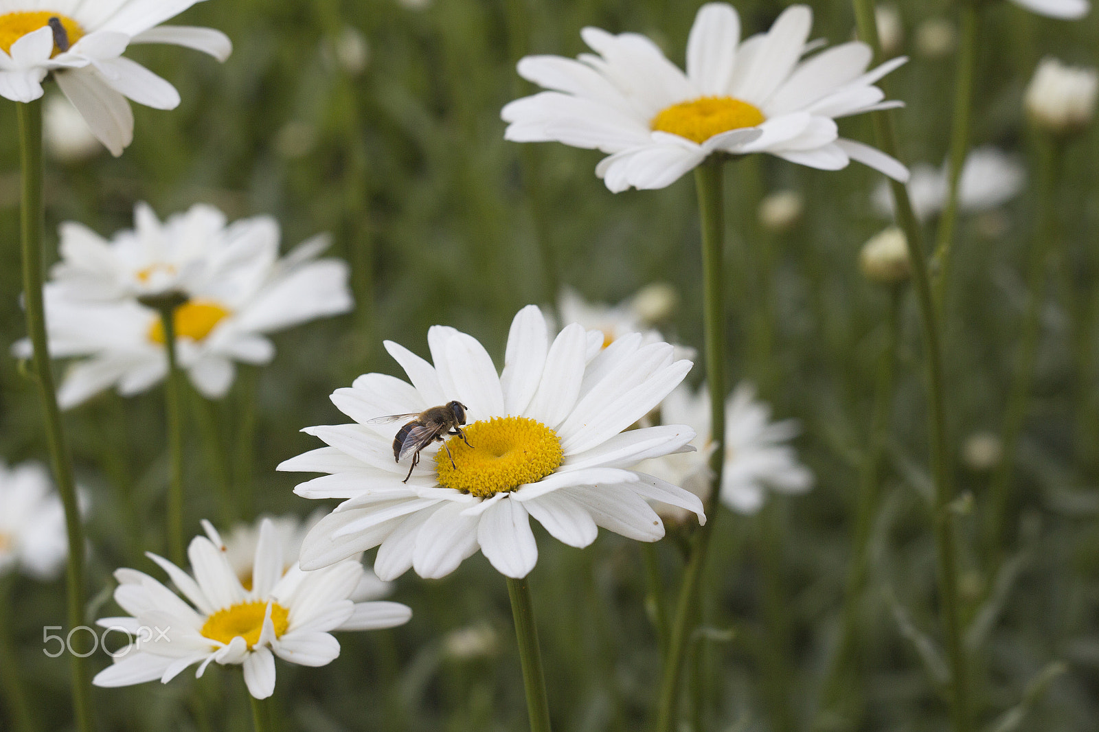Canon EF 35-80mm f/4-5.6 sample photo. Daisies and insects photography