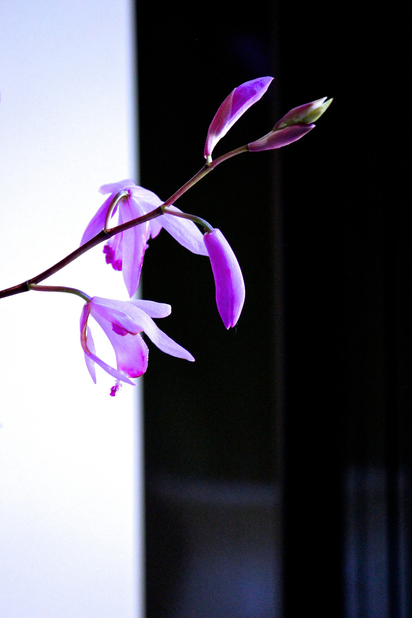 Canon EOS 600D (Rebel EOS T3i / EOS Kiss X5) sample photo. 紫蘭 photography