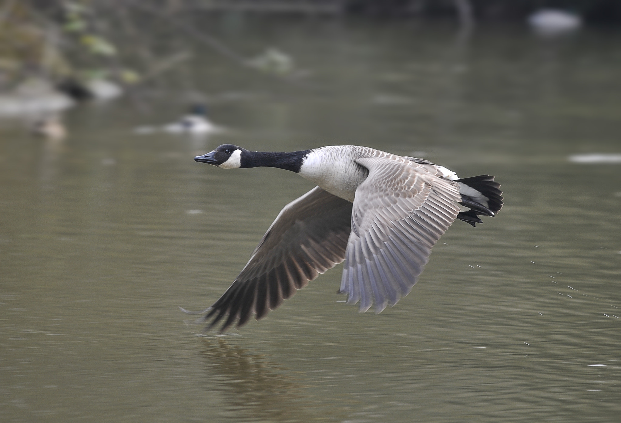 Nikon D700 + Nikon AF-S Nikkor 300mm F4D ED-IF sample photo. Canada goose. photography