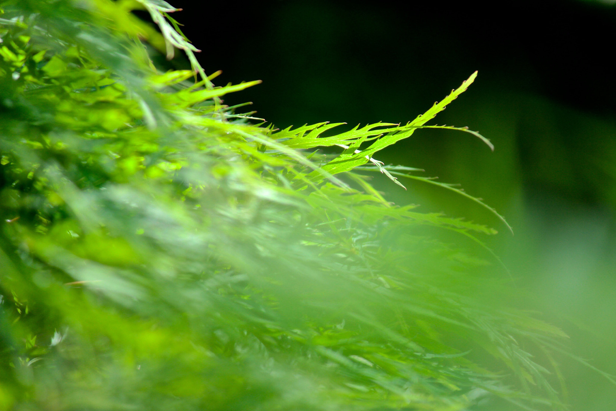 Canon EOS 600D (Rebel EOS T3i / EOS Kiss X5) sample photo. 5月のモミジ photography