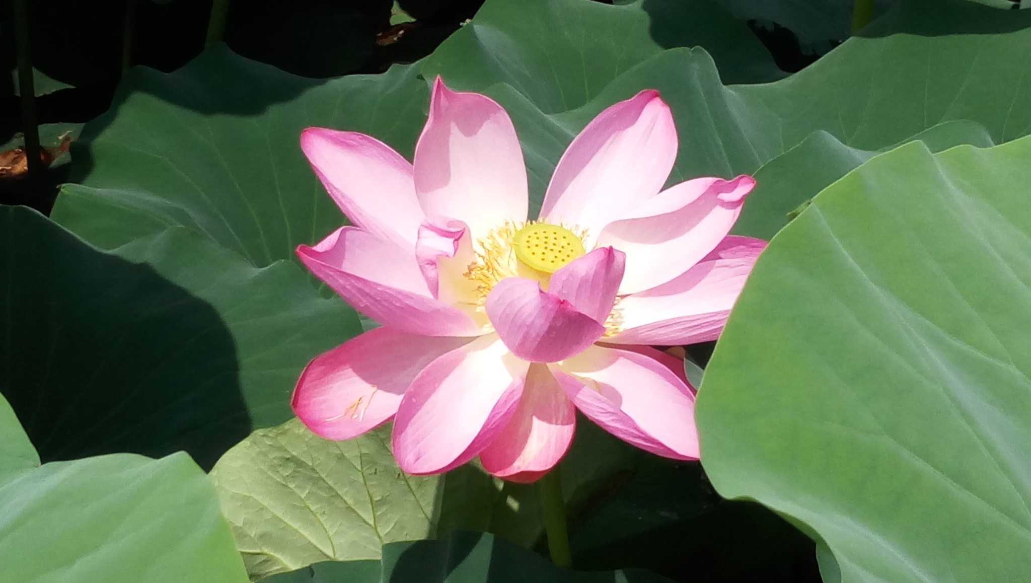 vivo X5PRO D sample photo
