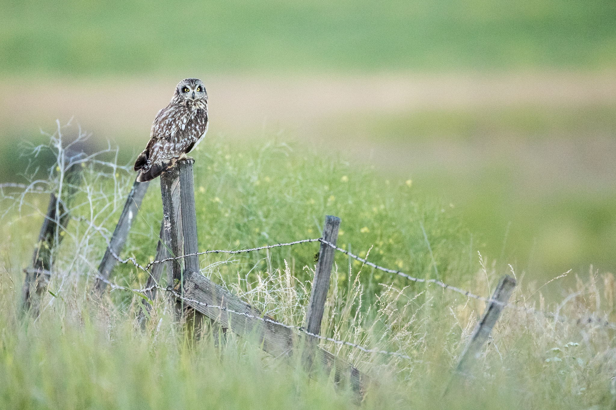 Canon EOS-1D X Mark II + Canon EF 800mm F5.6L IS USM sample photo. Short-eared owl photography