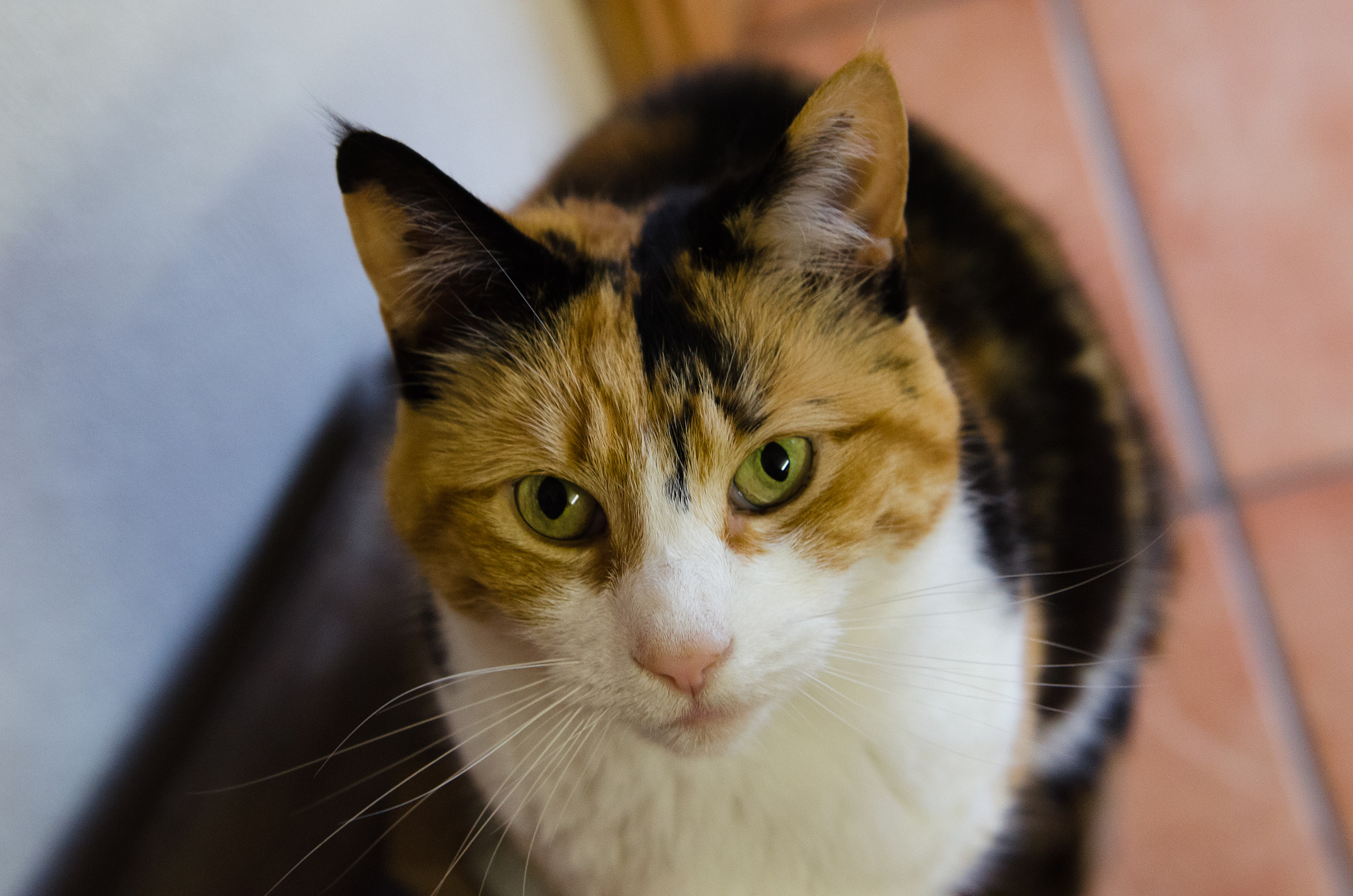 Nikon AF-S Nikkor 24-70mm F2.8G ED sample photo. Megan photography