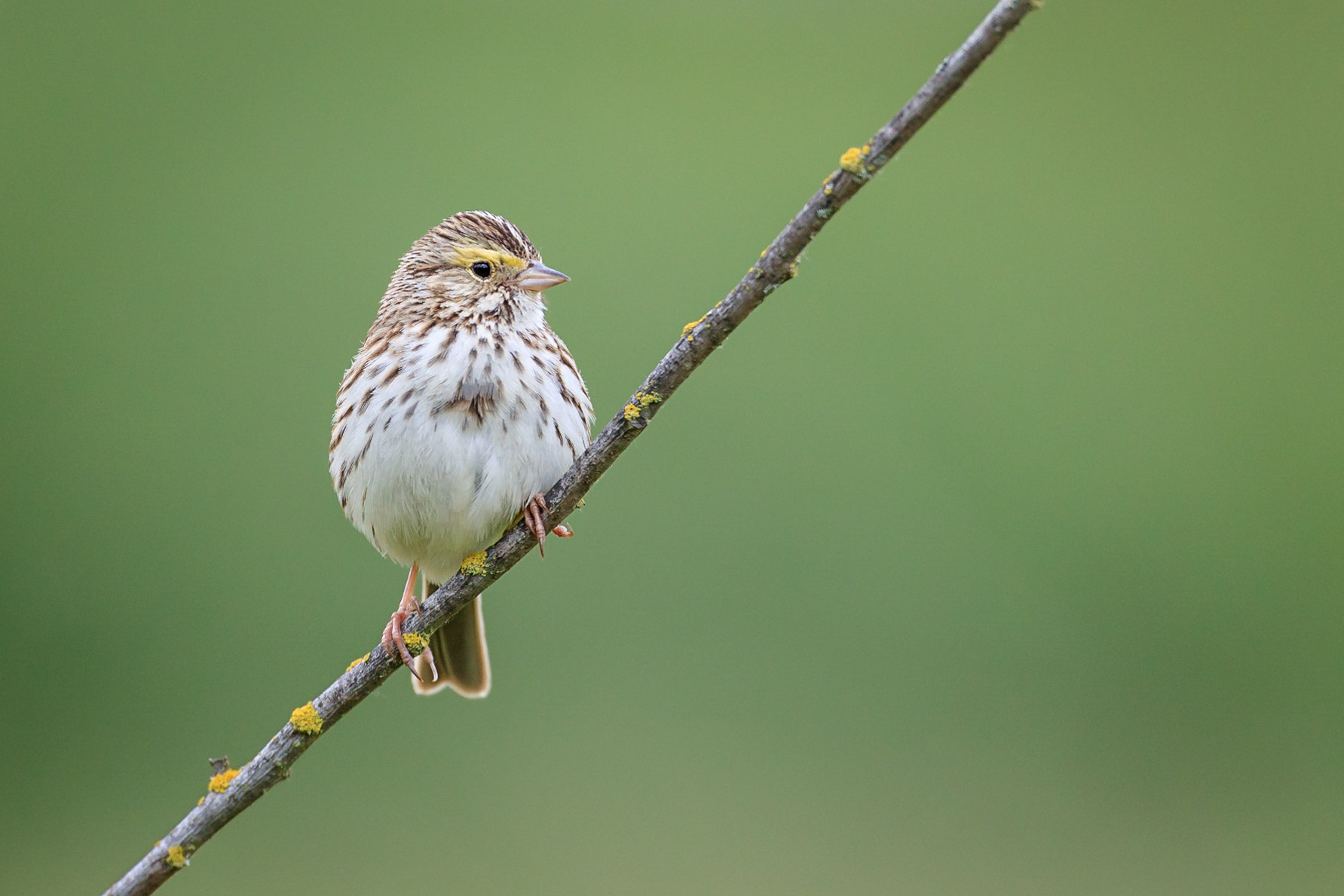 Canon EOS-1D X Mark II + Canon EF 800mm F5.6L IS USM sample photo. Savannah sparrow photography