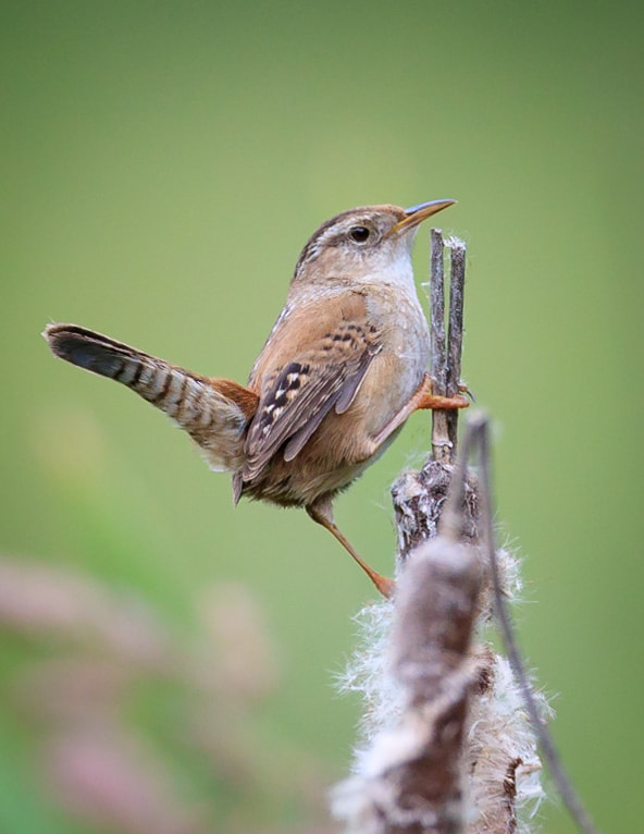 Canon EF 800mm F5.6L IS USM sample photo. Marsh wren photography