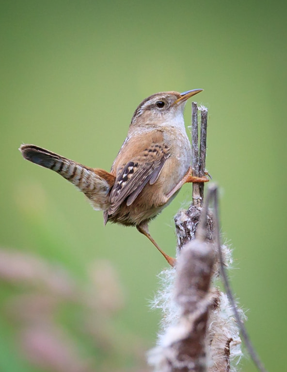 Canon EOS-1D X Mark II + Canon EF 800mm F5.6L IS USM sample photo. Marsh wren photography