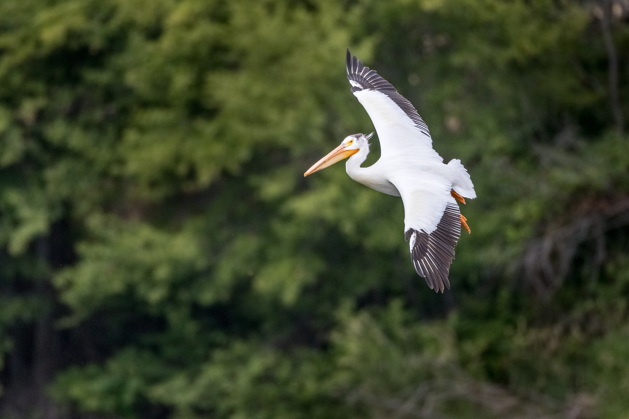 Canon EOS-1D X Mark II + Canon EF 800mm F5.6L IS USM sample photo. White pelican in flight photography